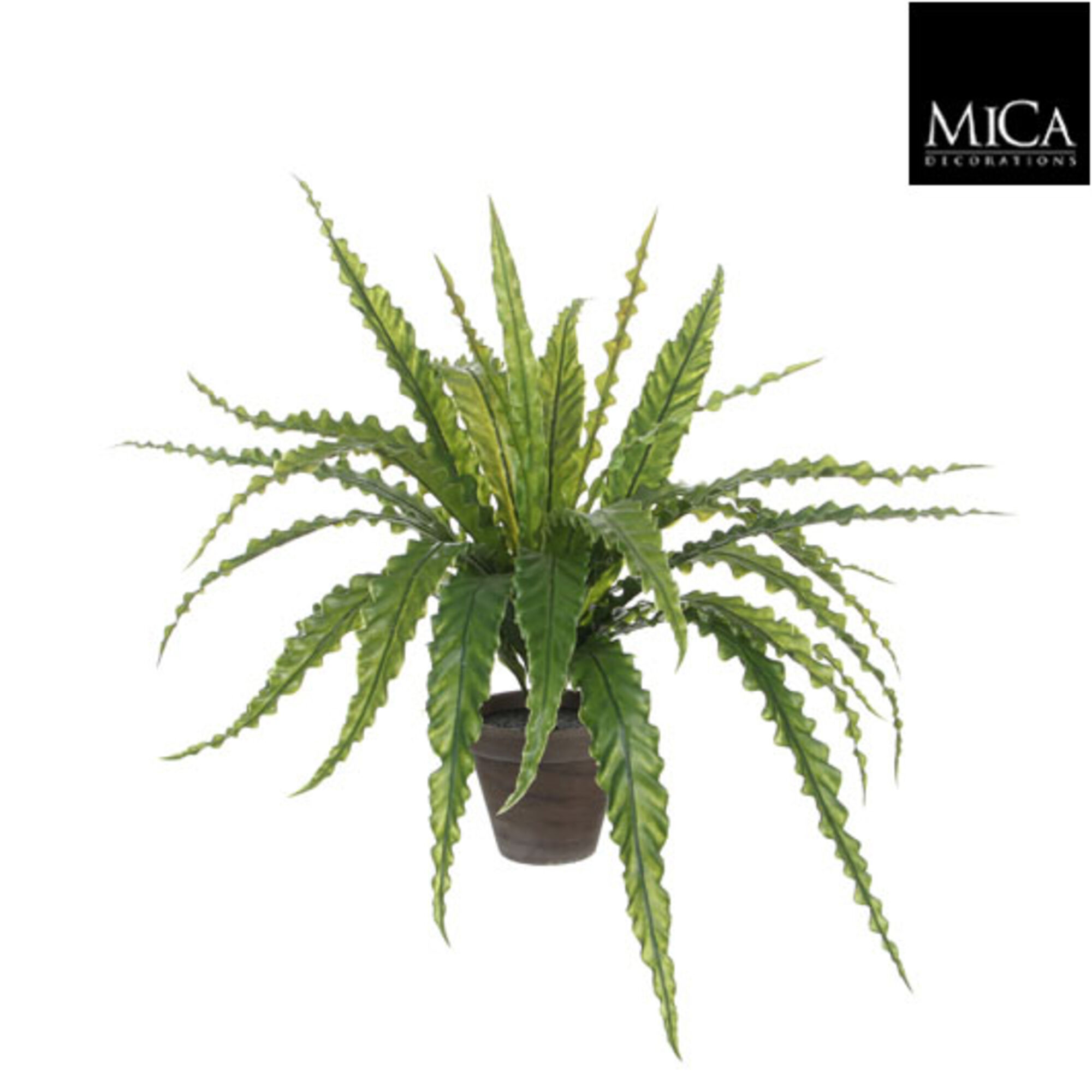 Asplenium groen in pot Stan grijs d13,5cm