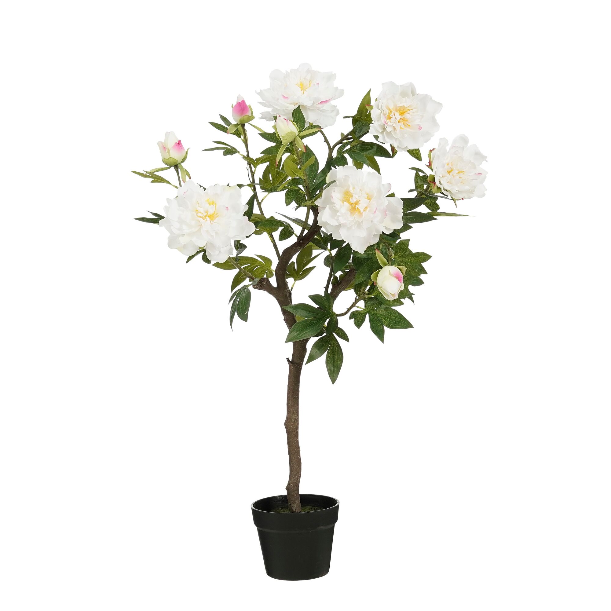 Pioen in pot wit
