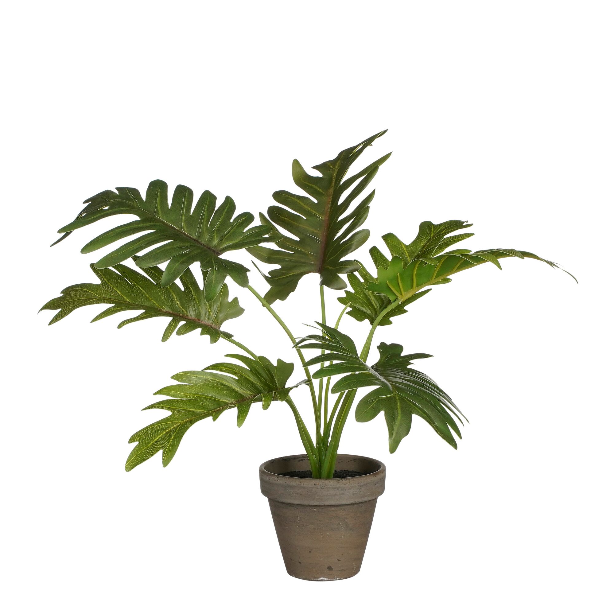 Philodendron groen in pot Stan grijs d9cm