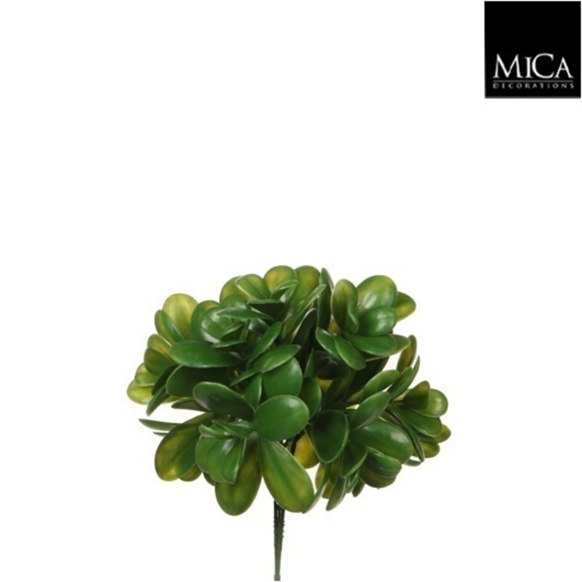 Crassula groen
