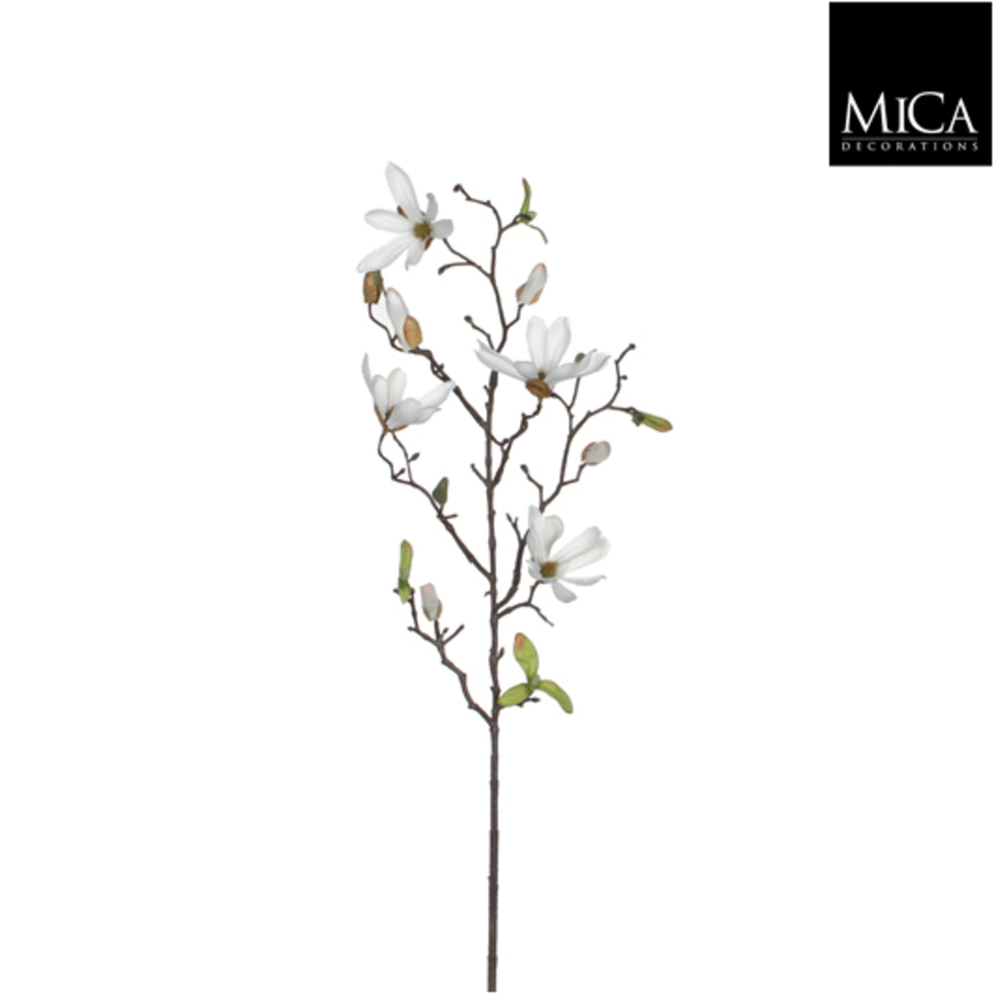 Magnolia wit