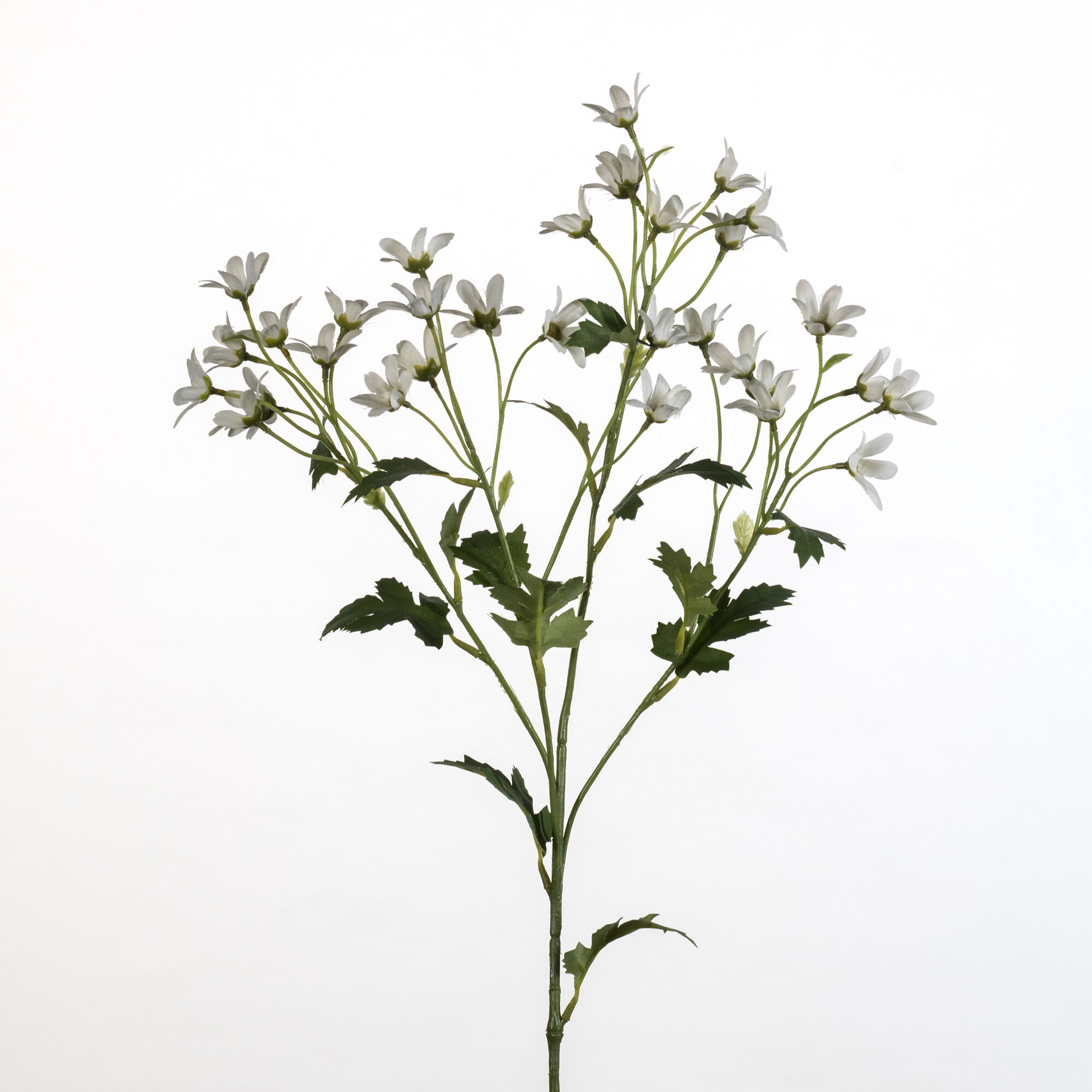 Matricaria spray - white