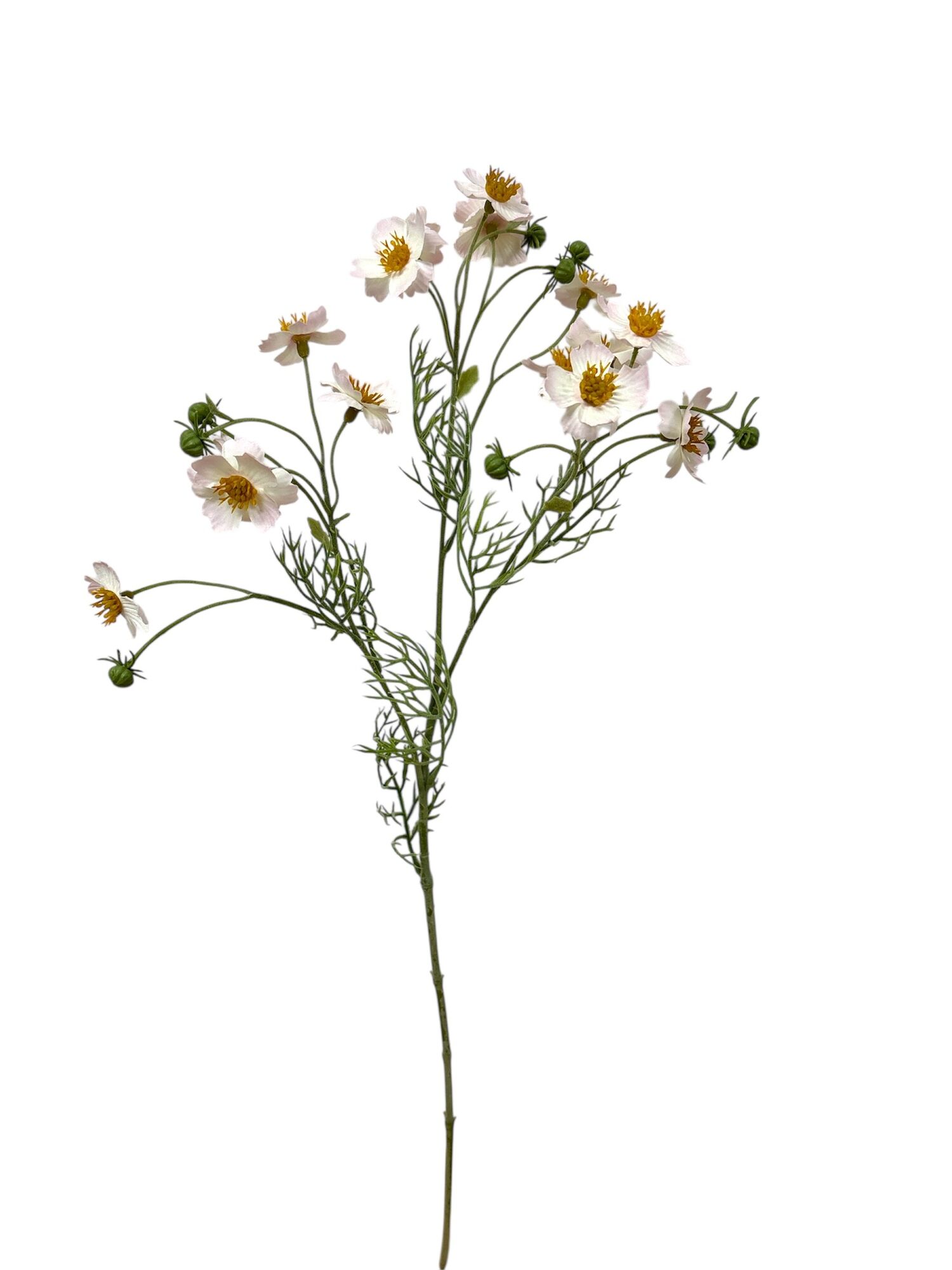 Cosmos Caudatus - L.pink