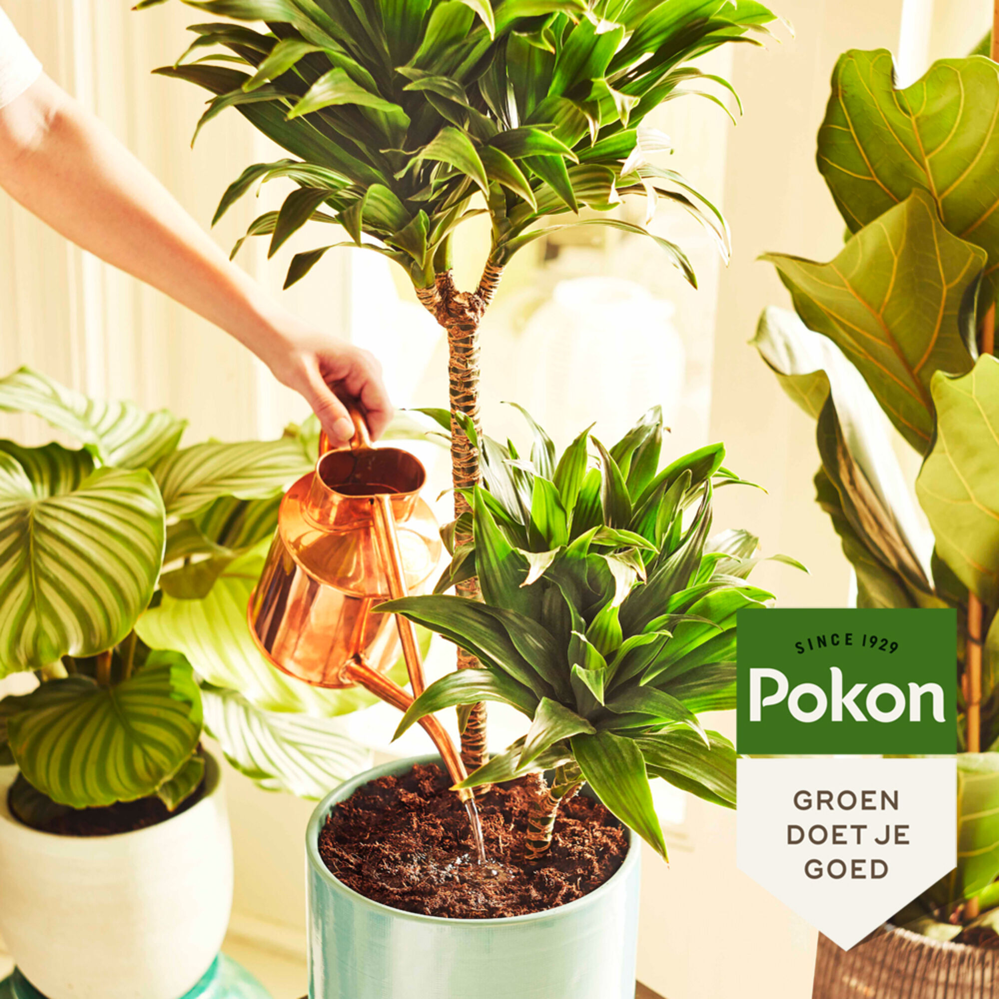 Pokon Kamerplanten Voeding poeder