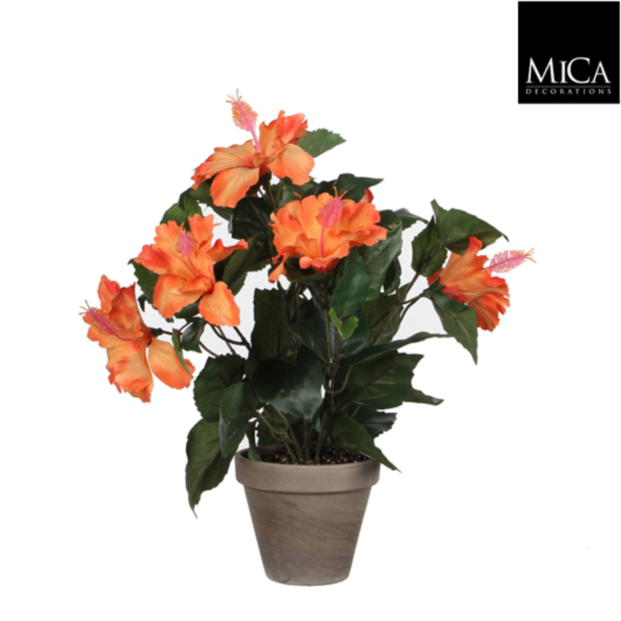 Hibiscus oranje in pot Stan grijs d11,5cm