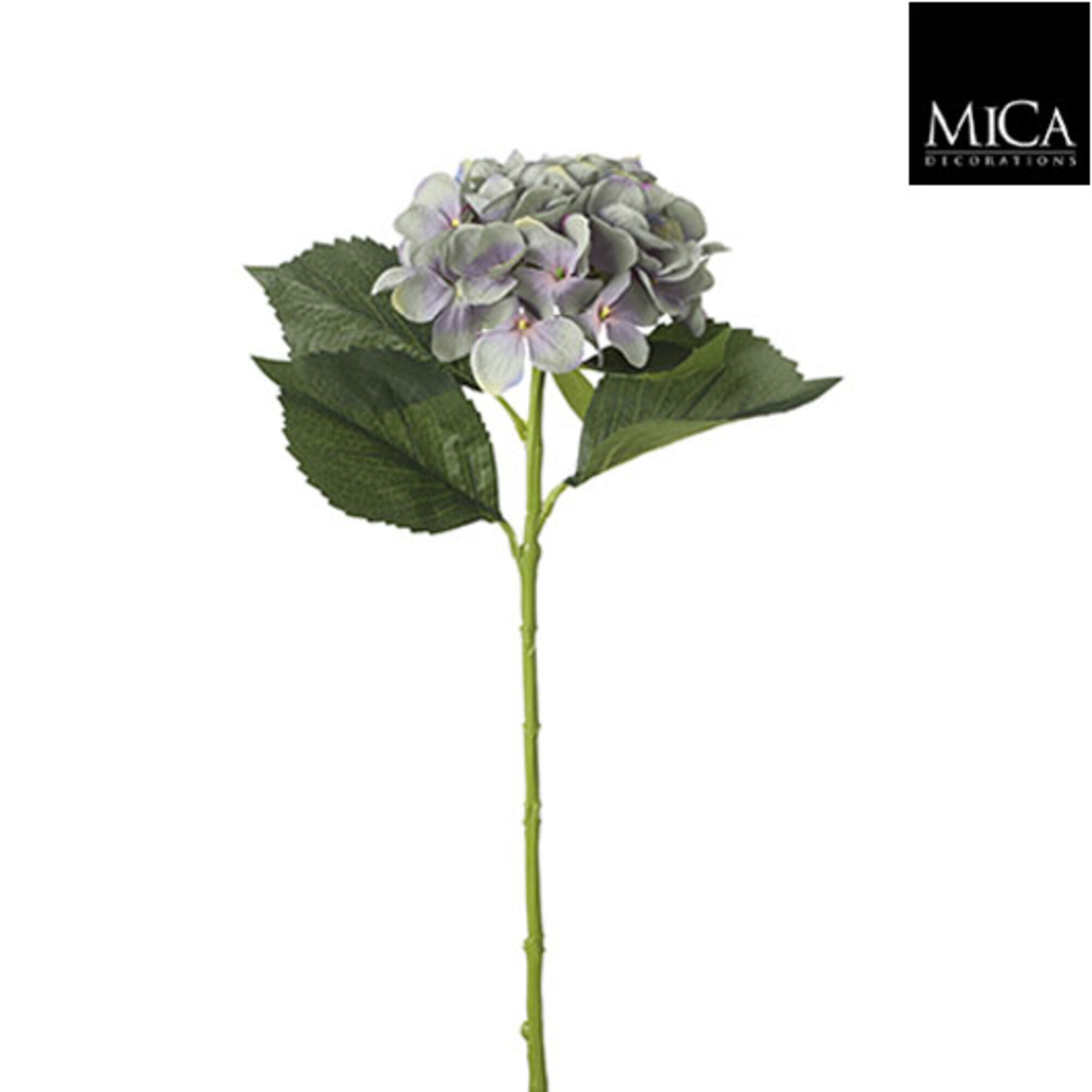 Hortensia blauw
