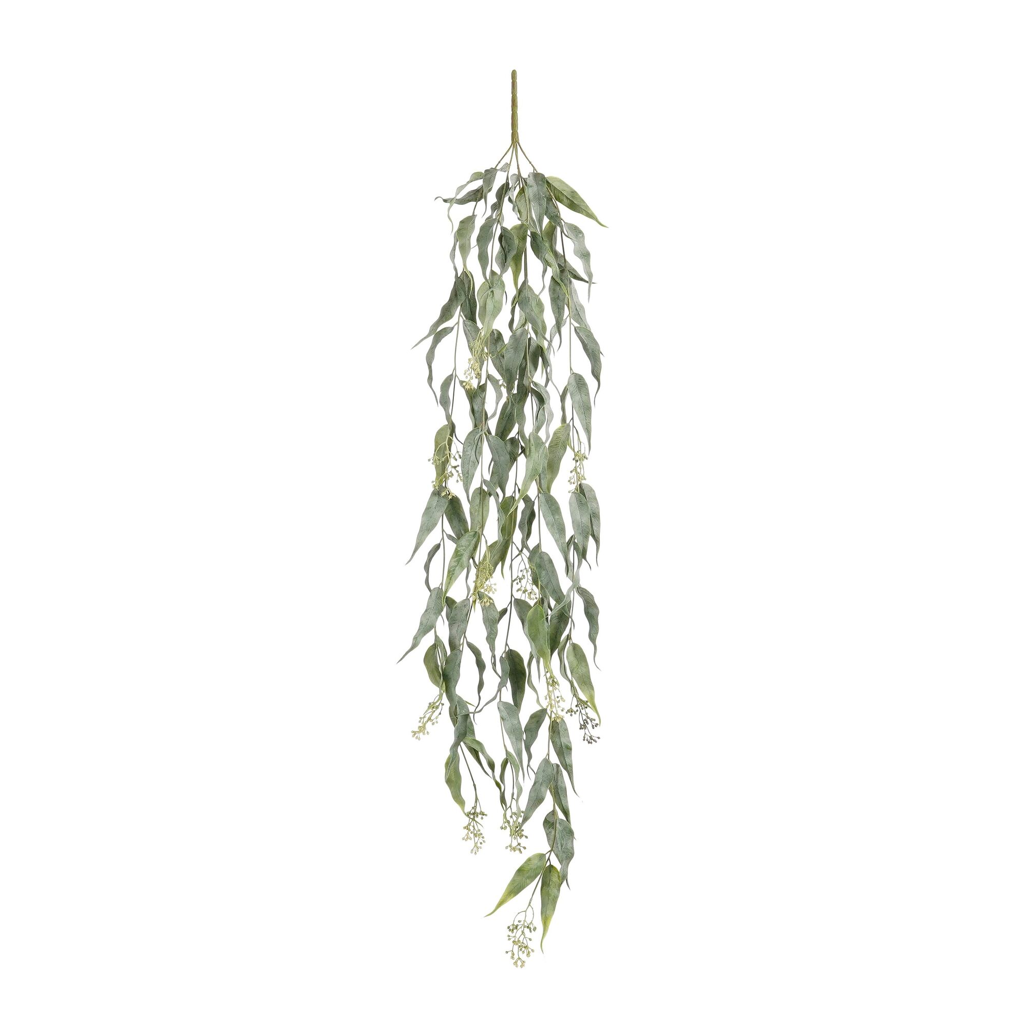 Asclepiadaceae hangend groen
