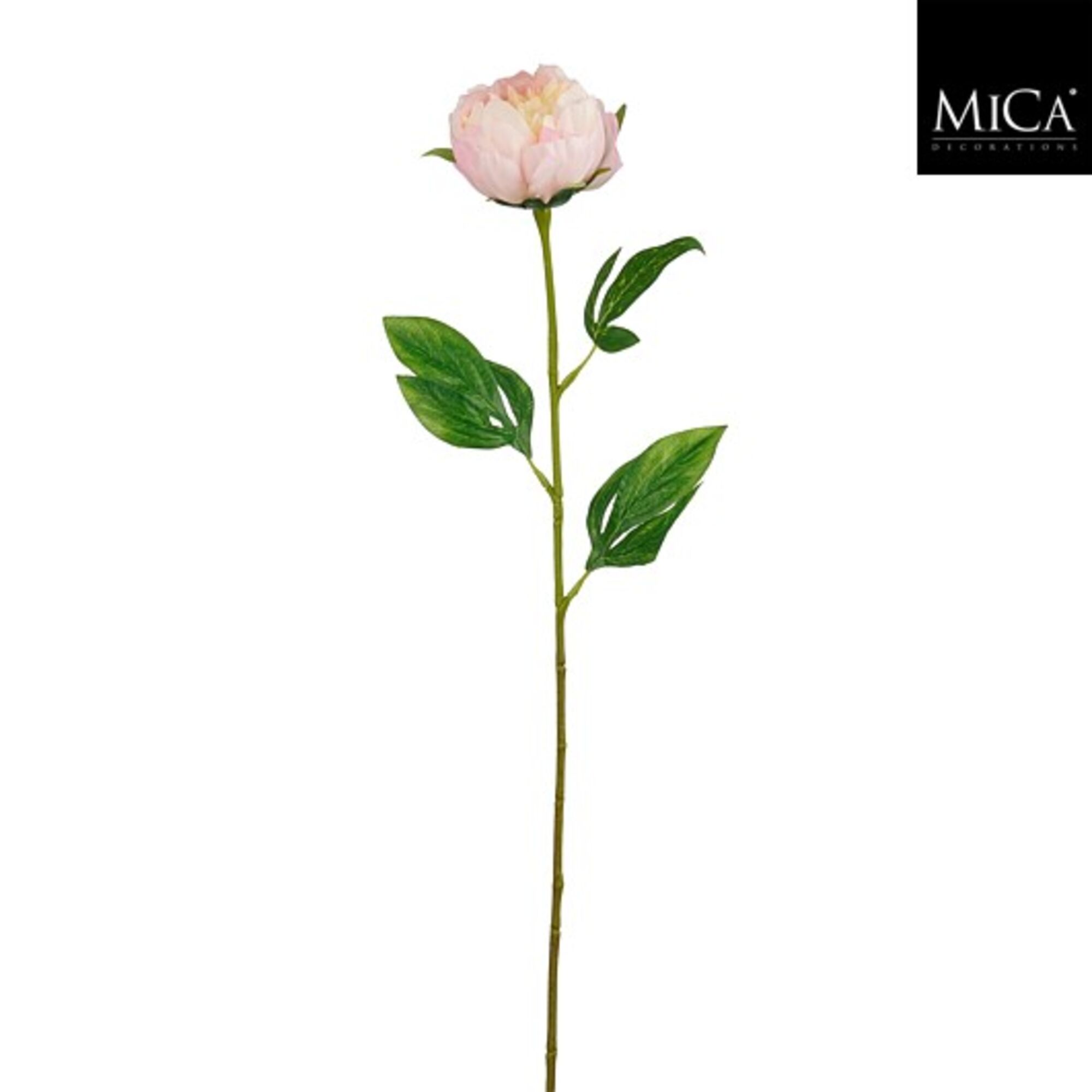 Pioen l.roze