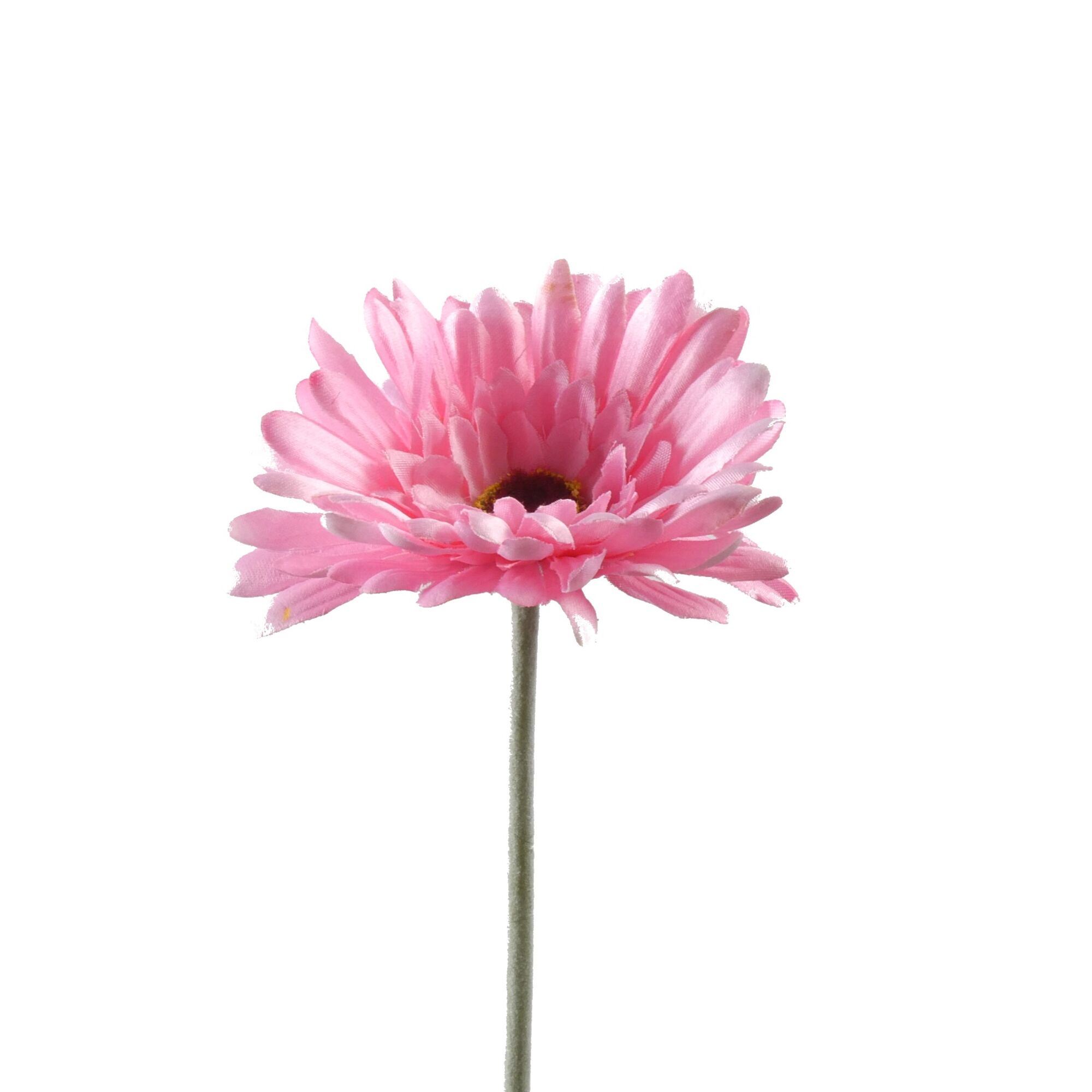 Gerbera - Pink