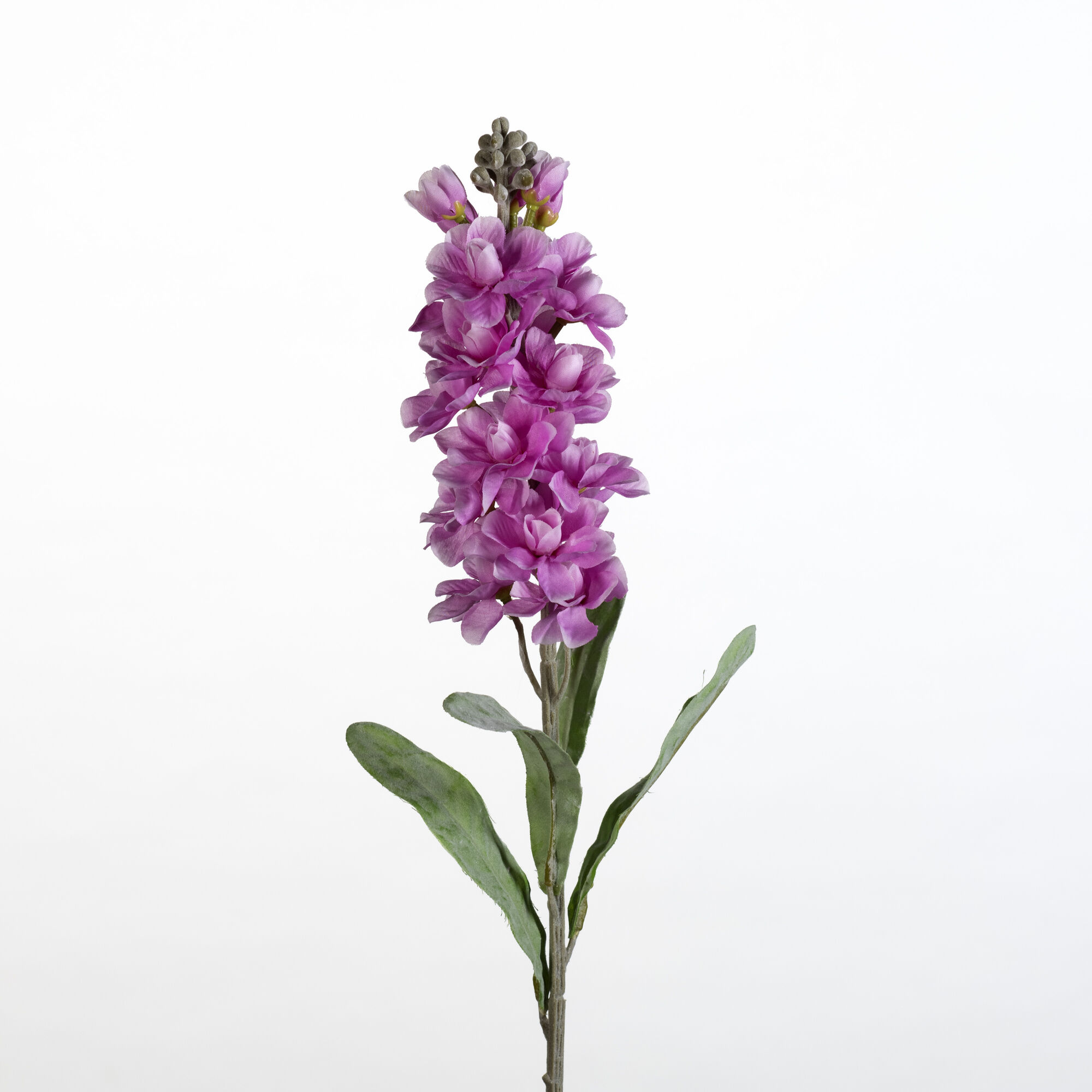 Matthiola - lavender