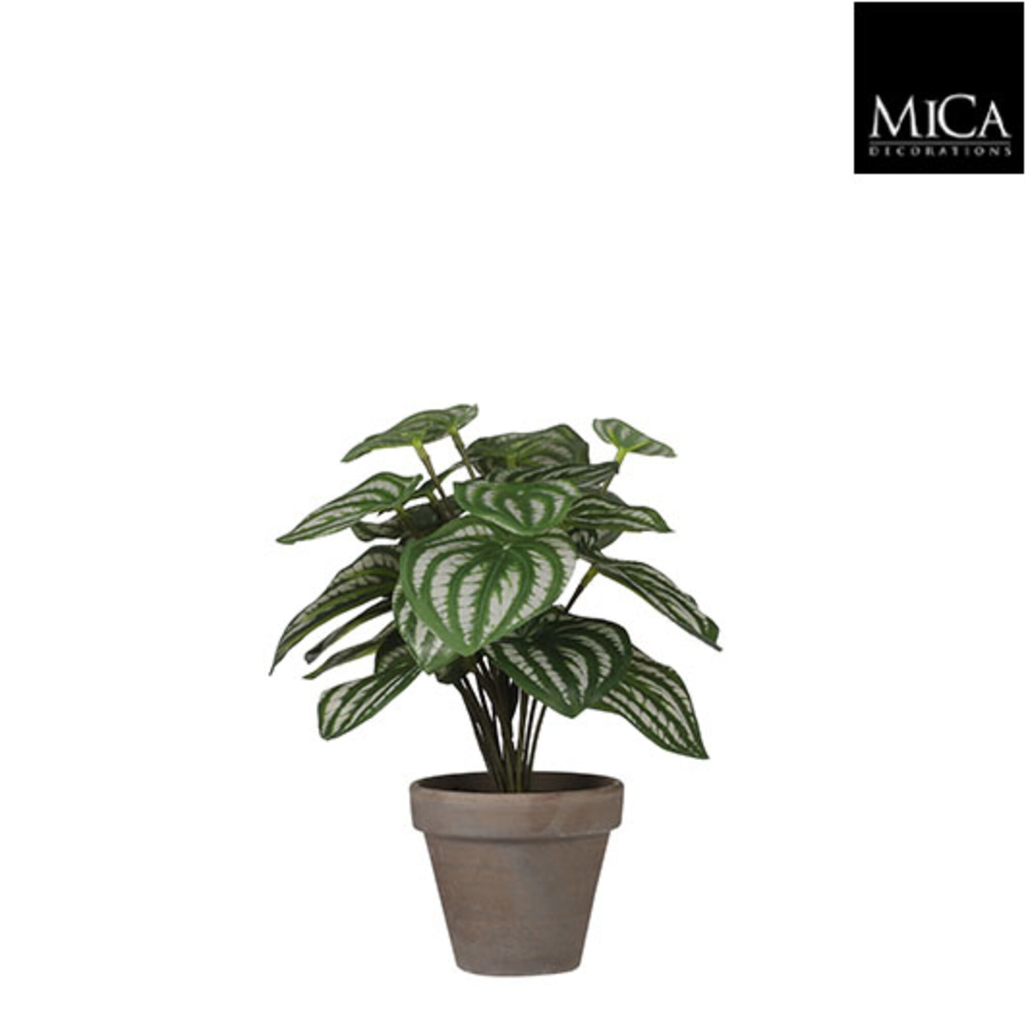 Peperomia l.groen in pot Stan grey d9cm