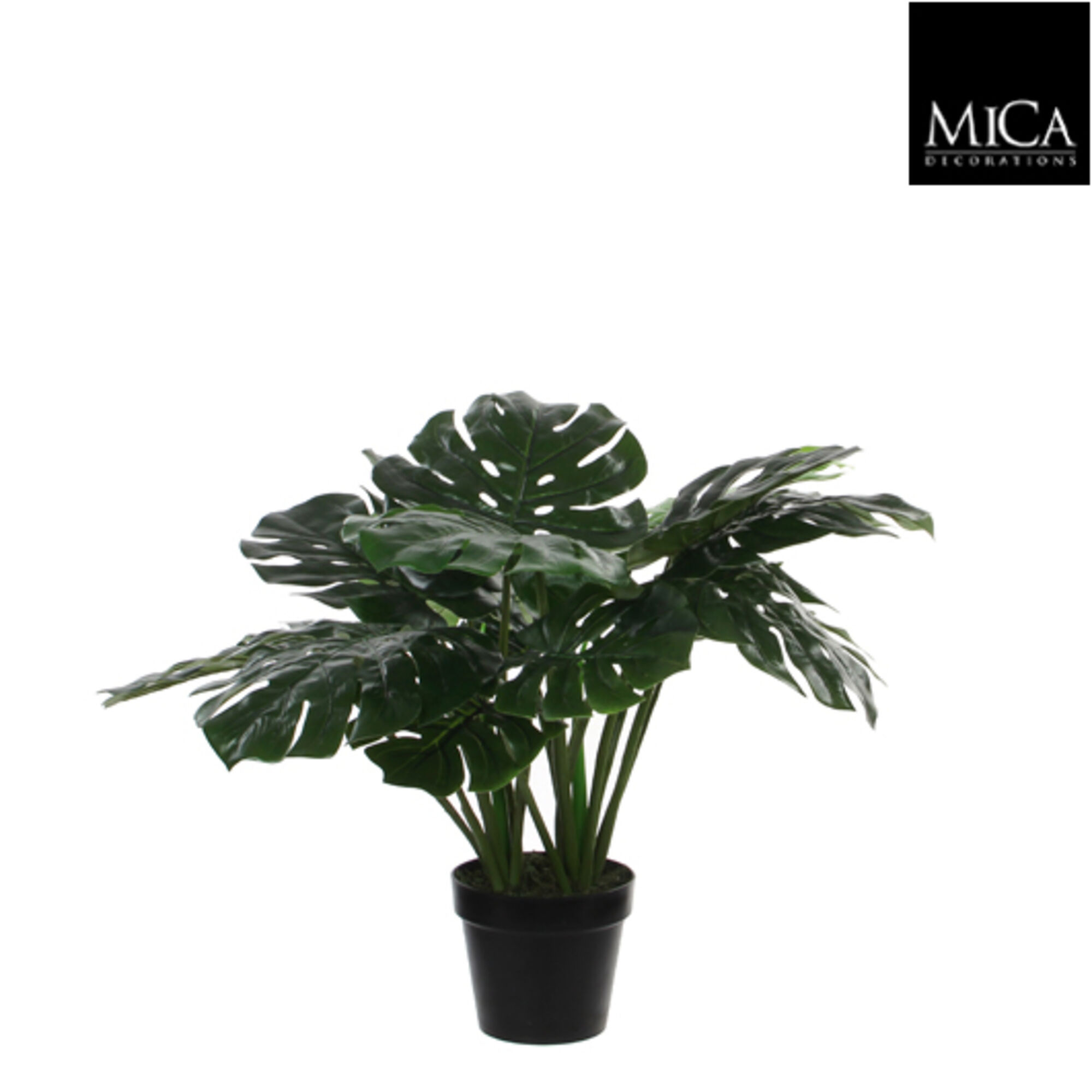 Monstera in plastic pot groen