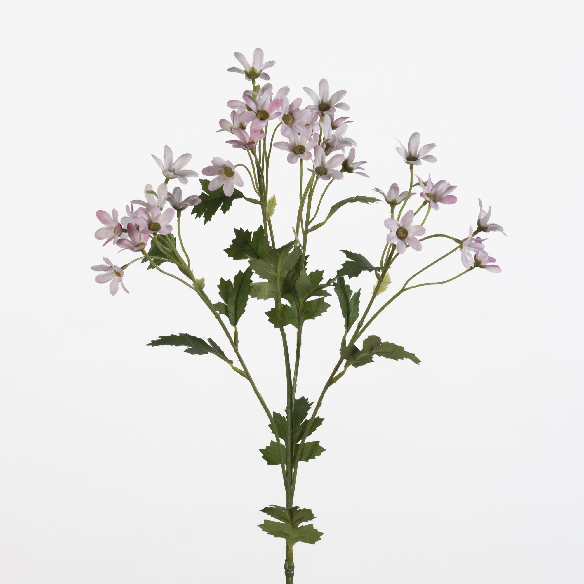Matricaria spray - L.pink