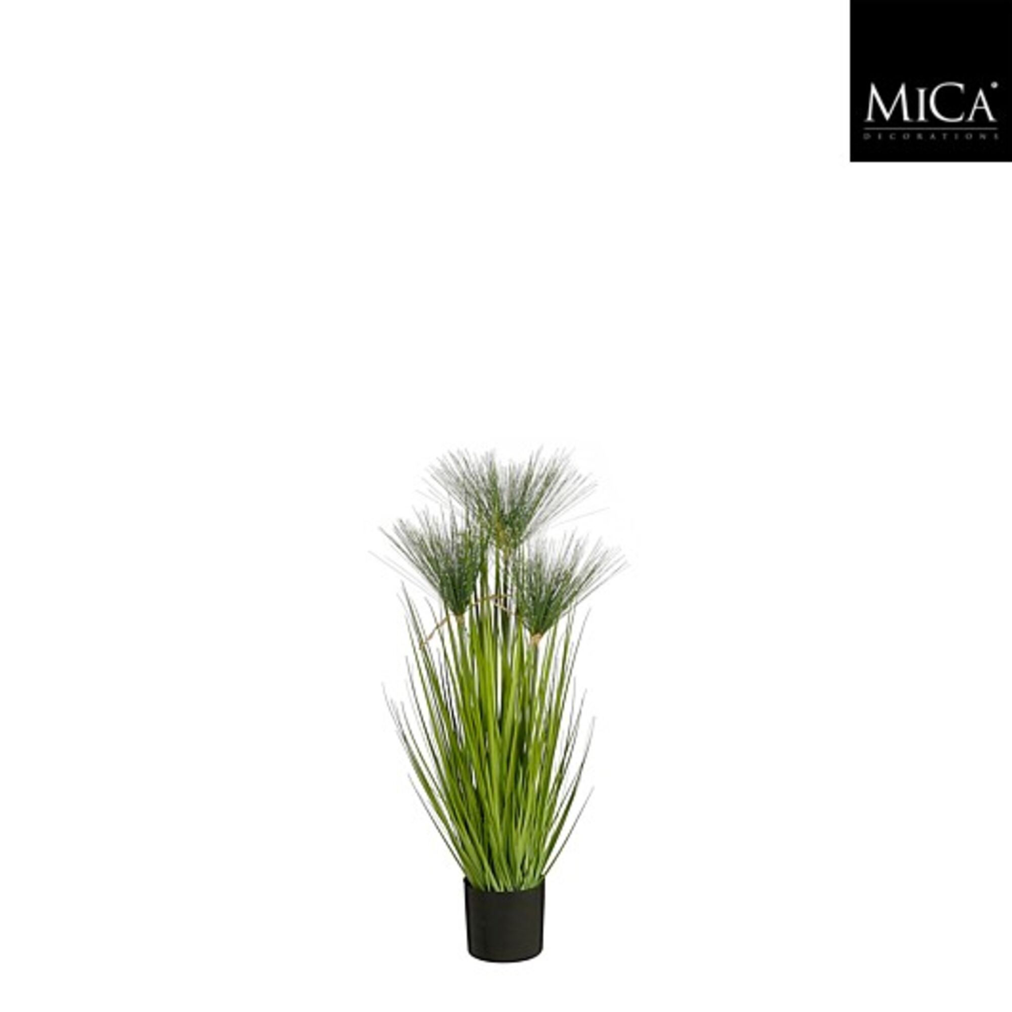 Papyrus in plastic pot groen