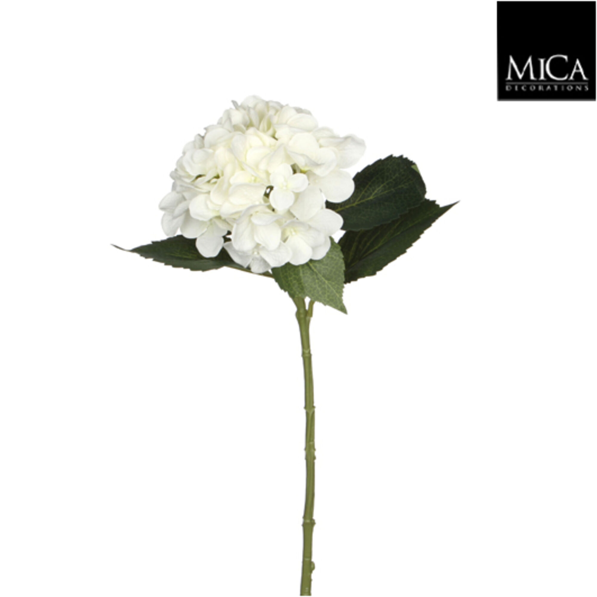 Hortensia wit