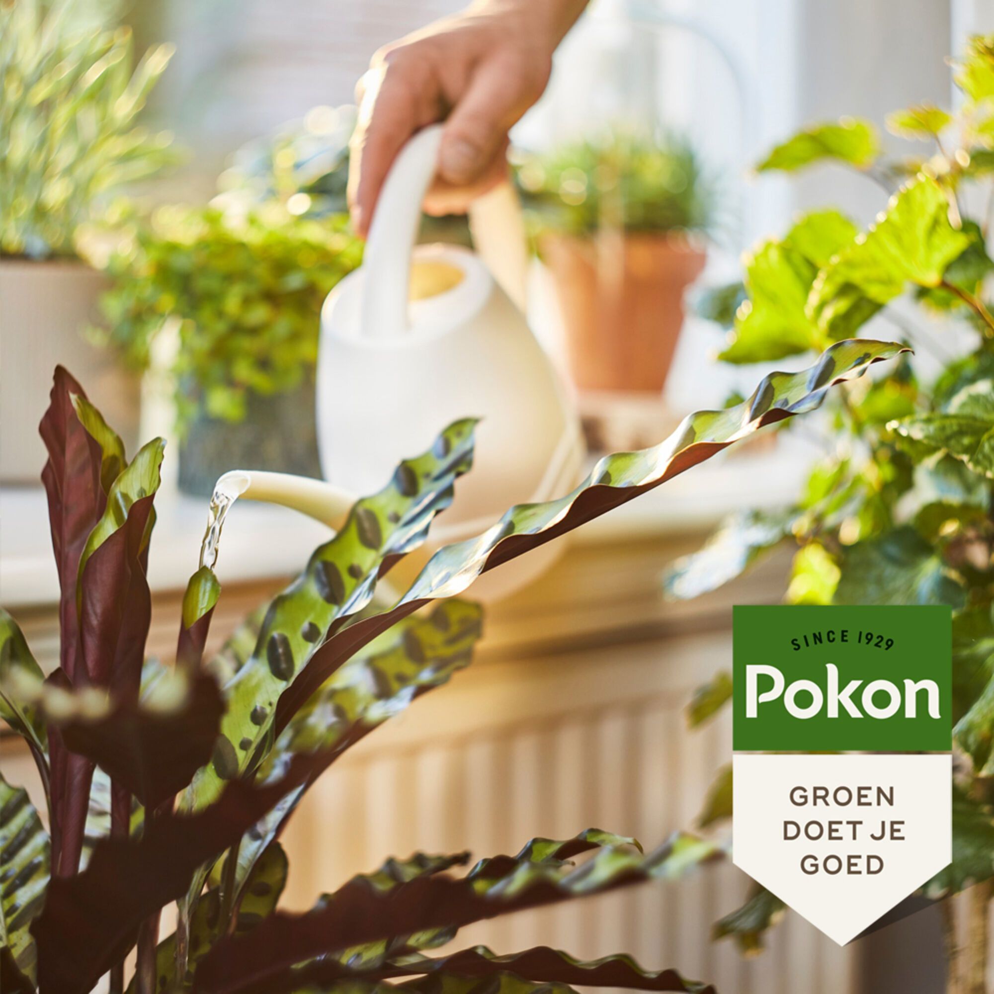 Pokon Bio Kamerplanten Voeding