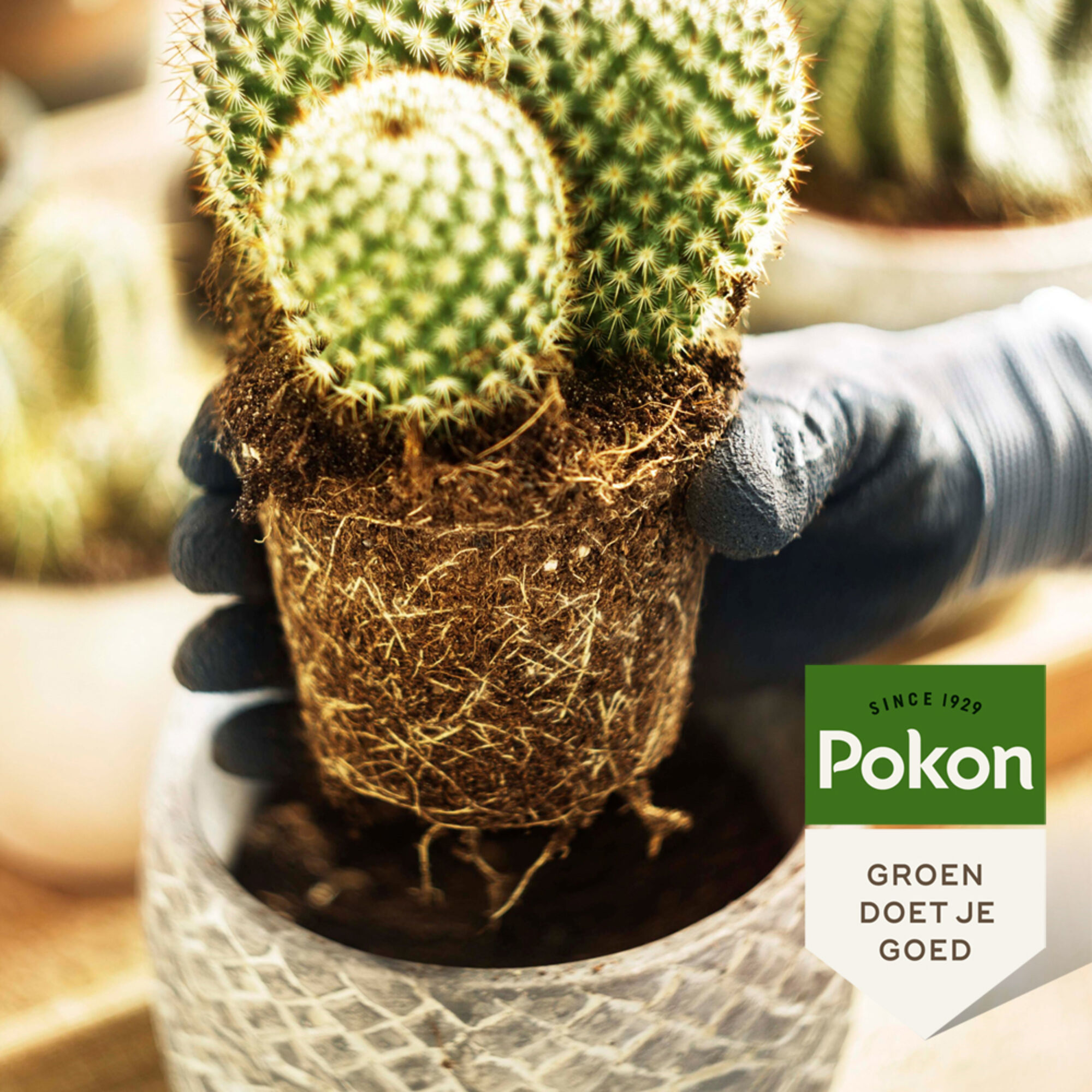 Pokon Cactus Potgrond