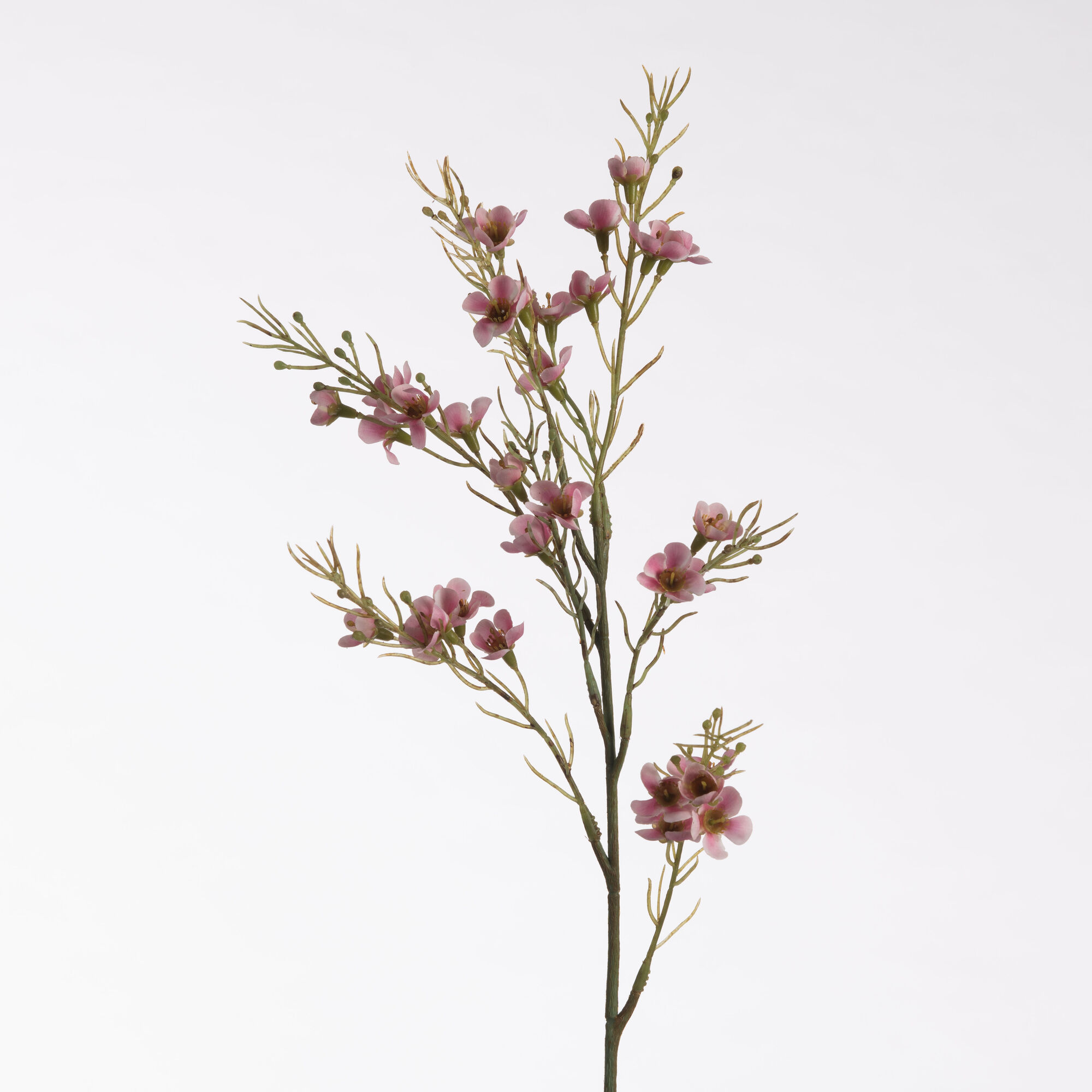 Wax Flower pink