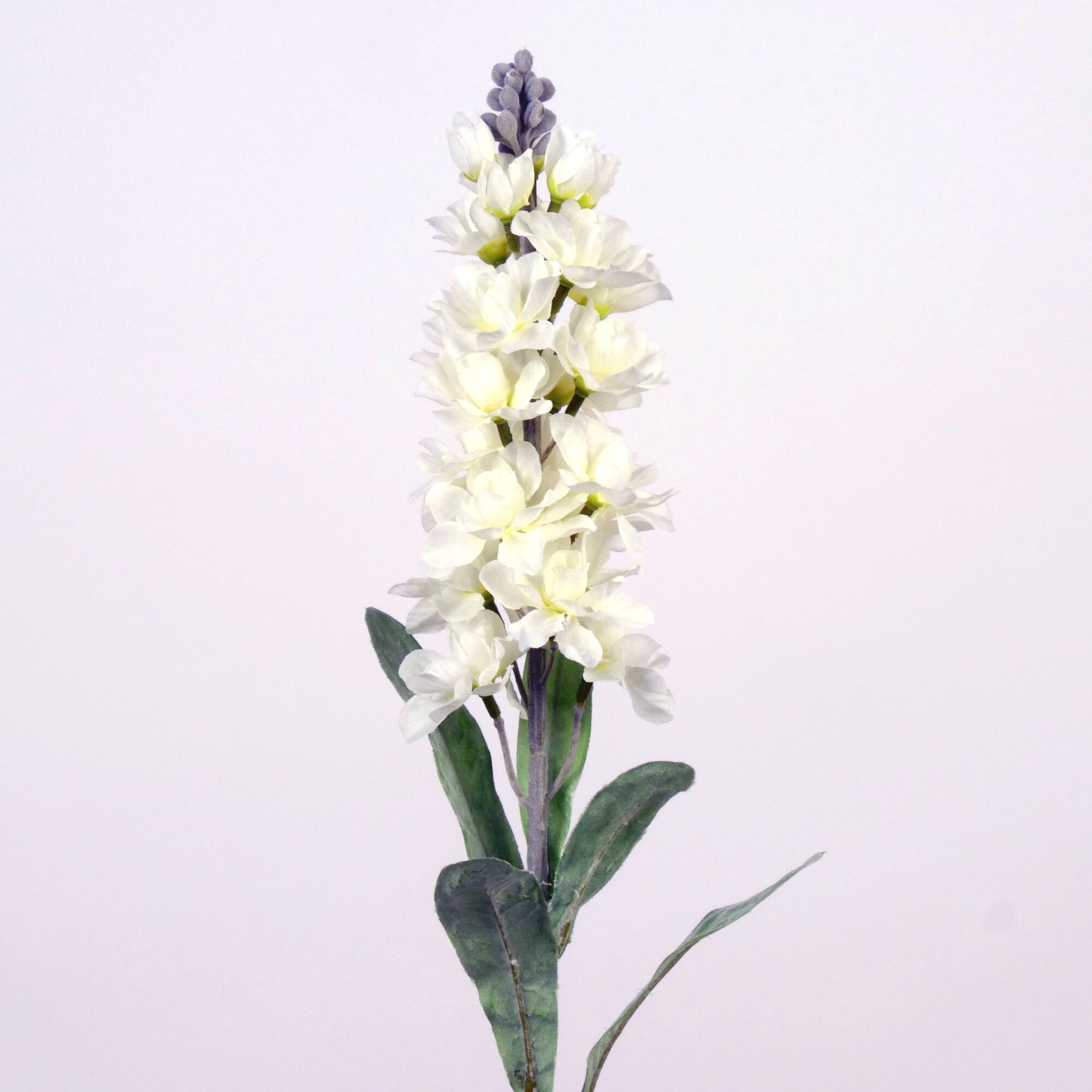 Matthiola - white