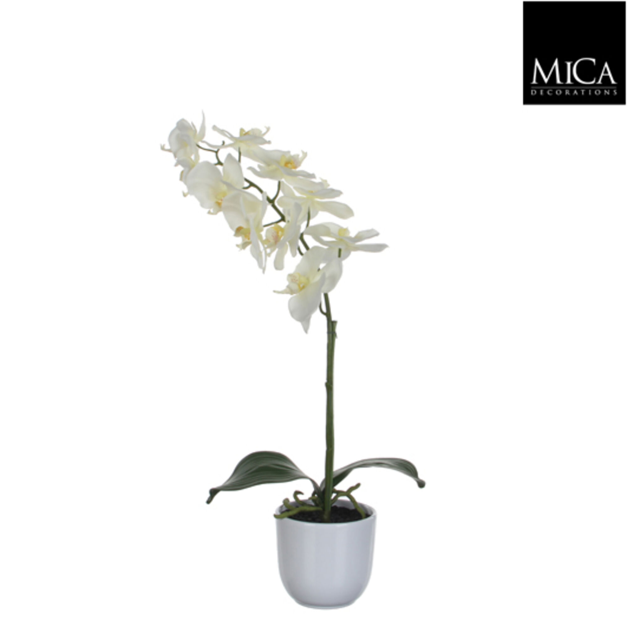 Phalaenopsis wit in pot Tusca wit d12cm