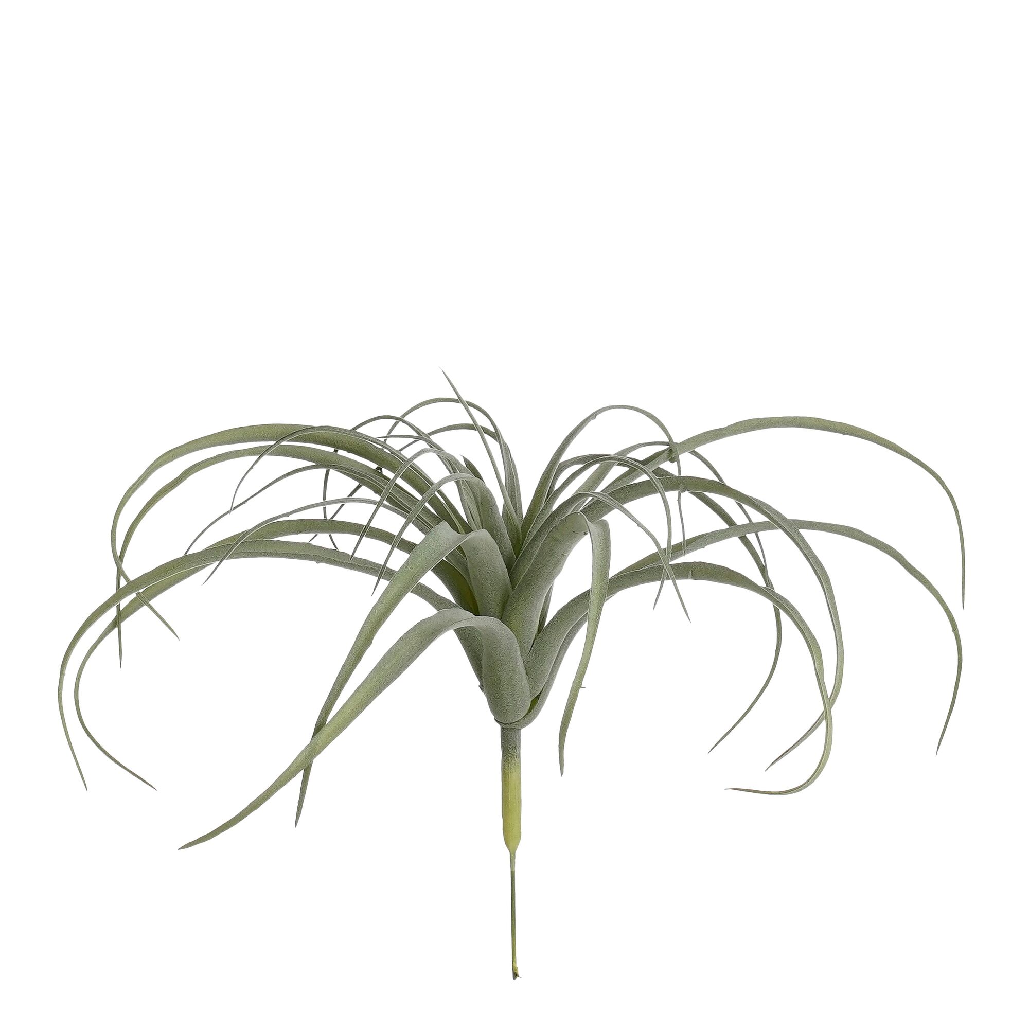Tillandsia groen