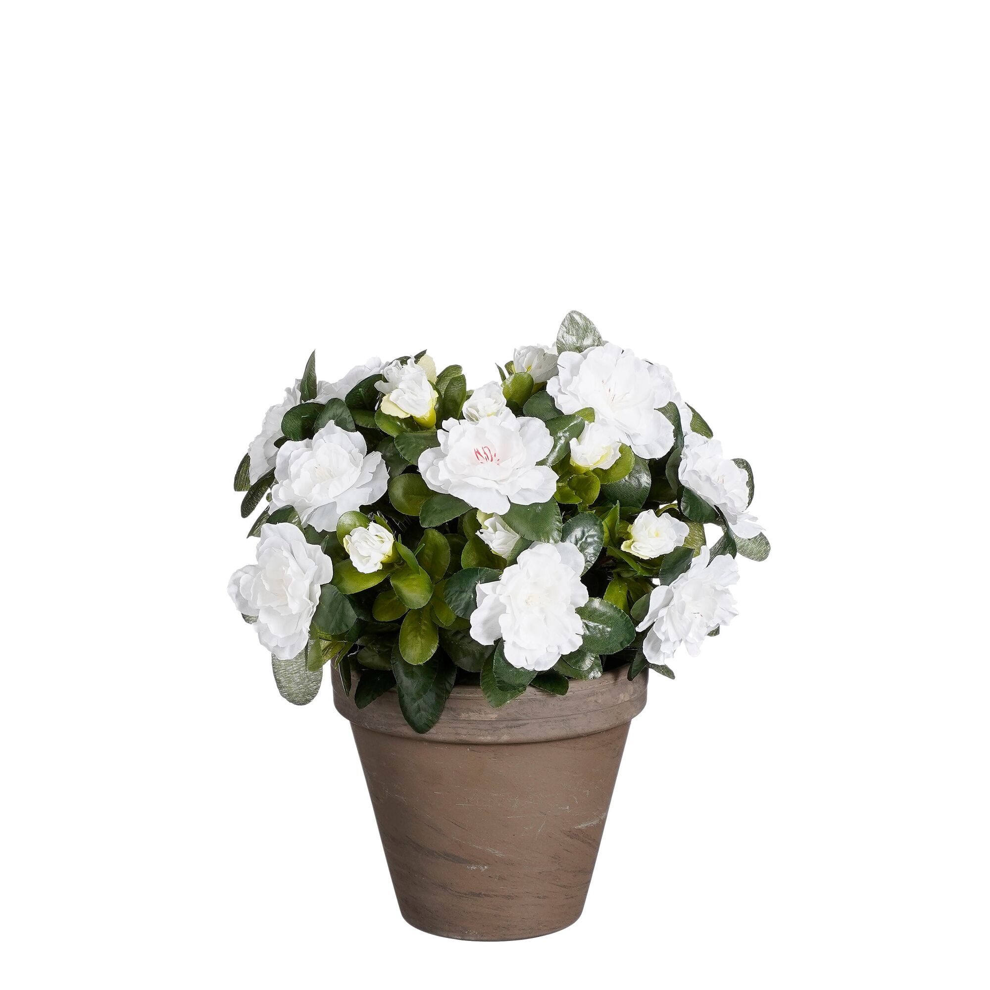Azalea wit in pot Stan grijs d13,5cm