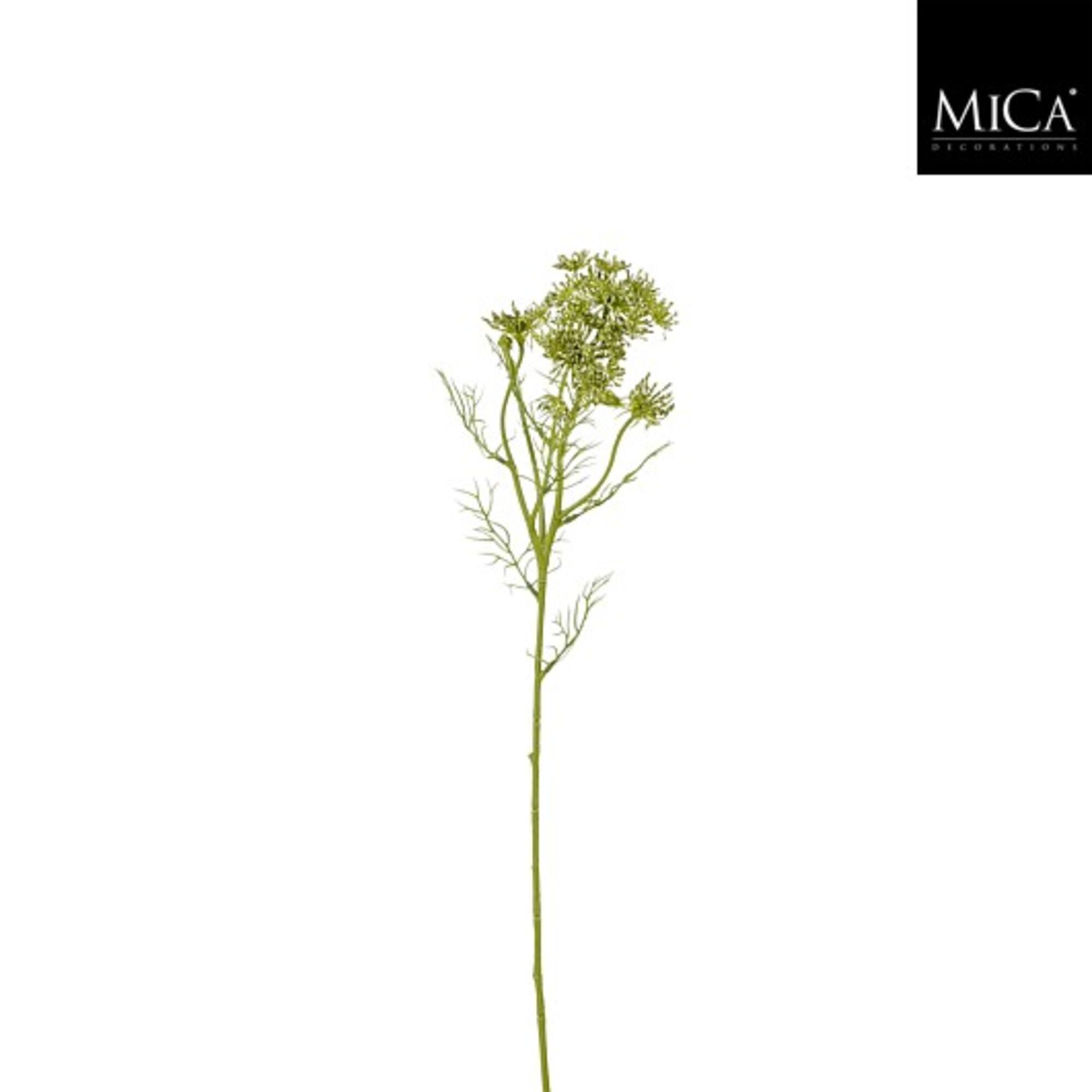 Daucus carota groen