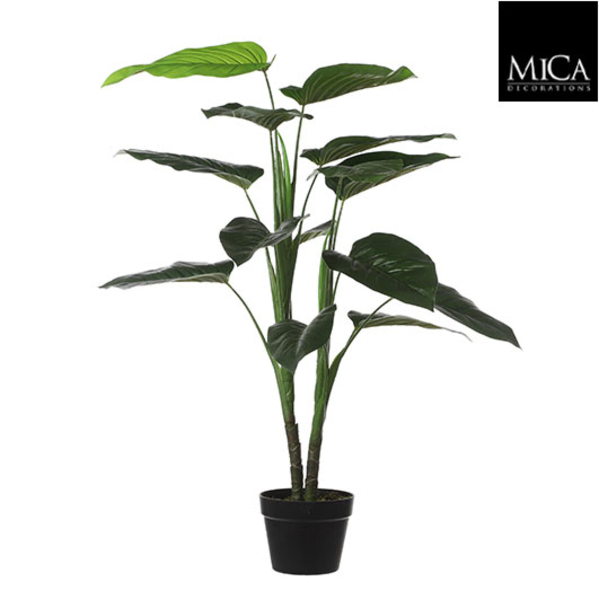 Philodendron in pot groen