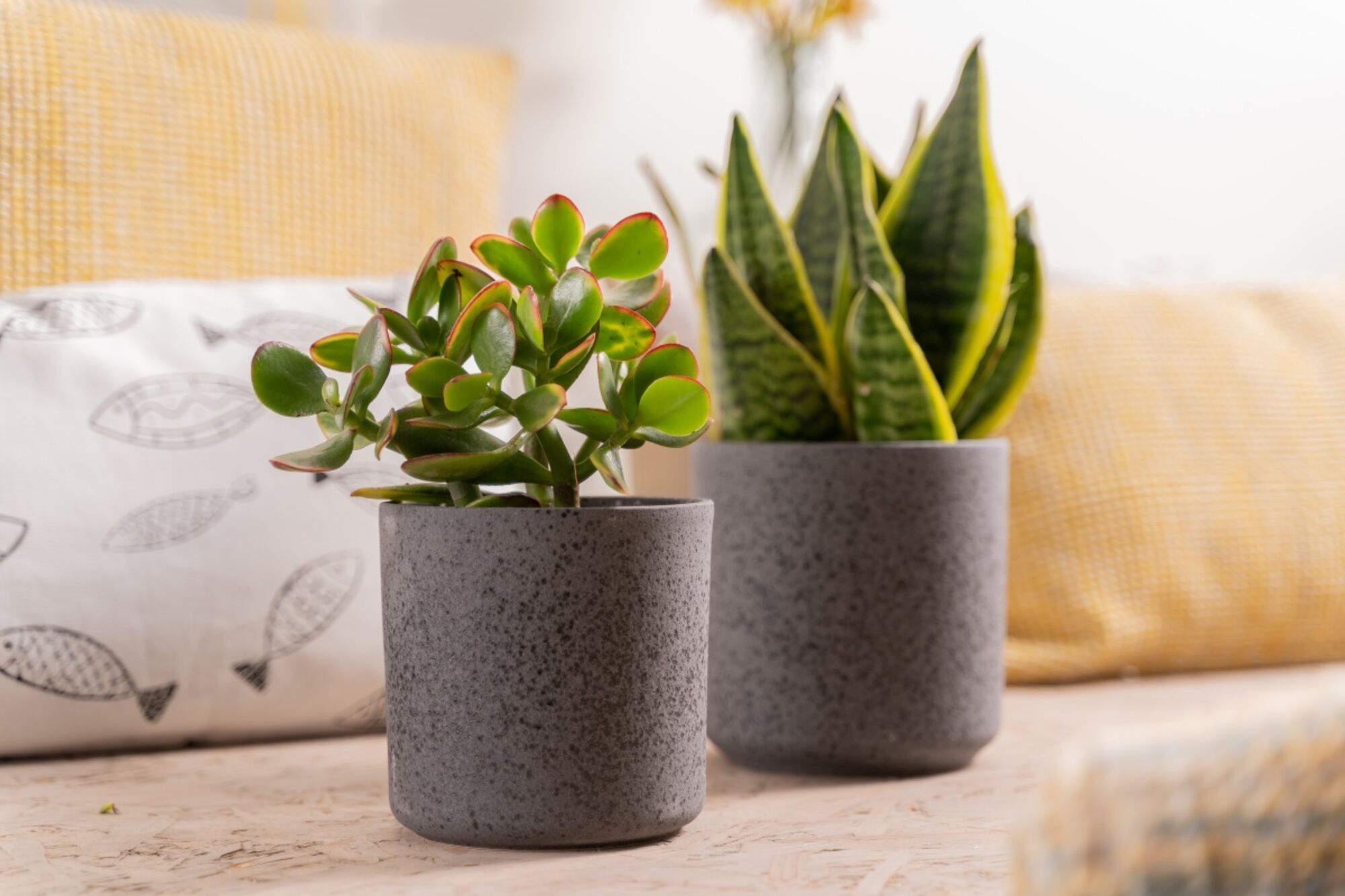 Cylinder Bloempot Keramiek zwart