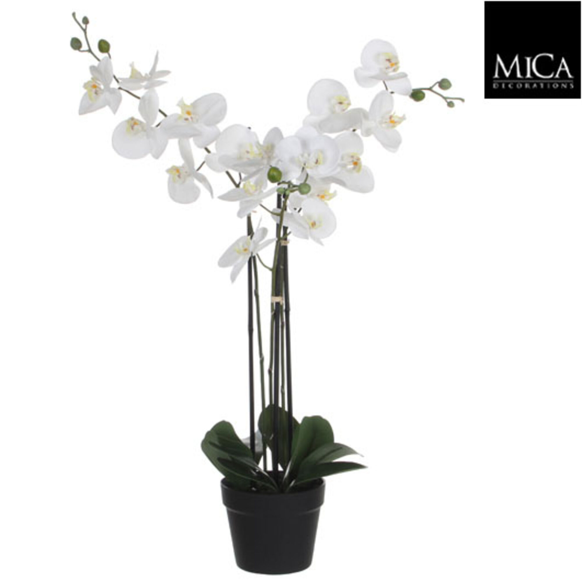 Phalaenopsis in plastic pot wit