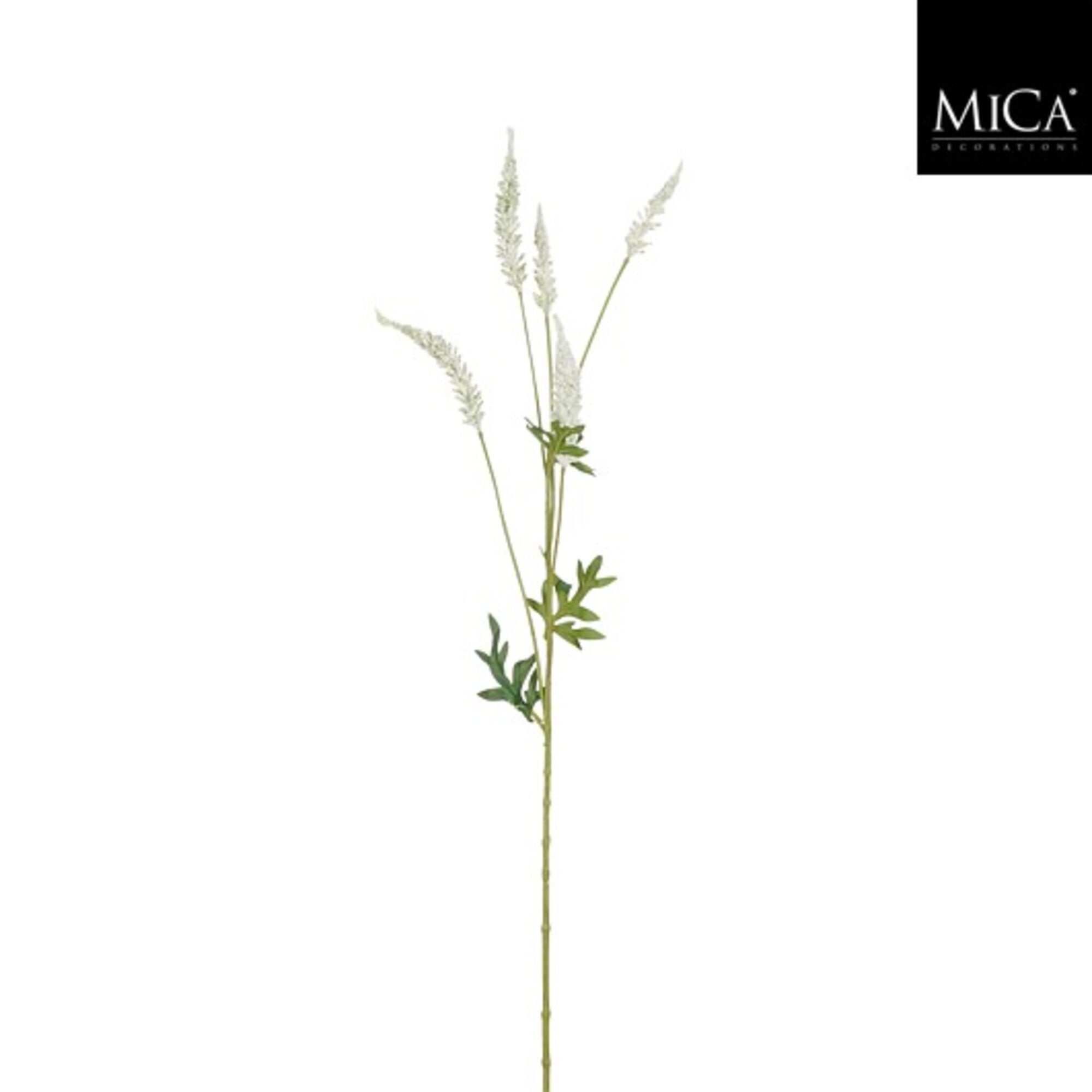 Astilbe creme