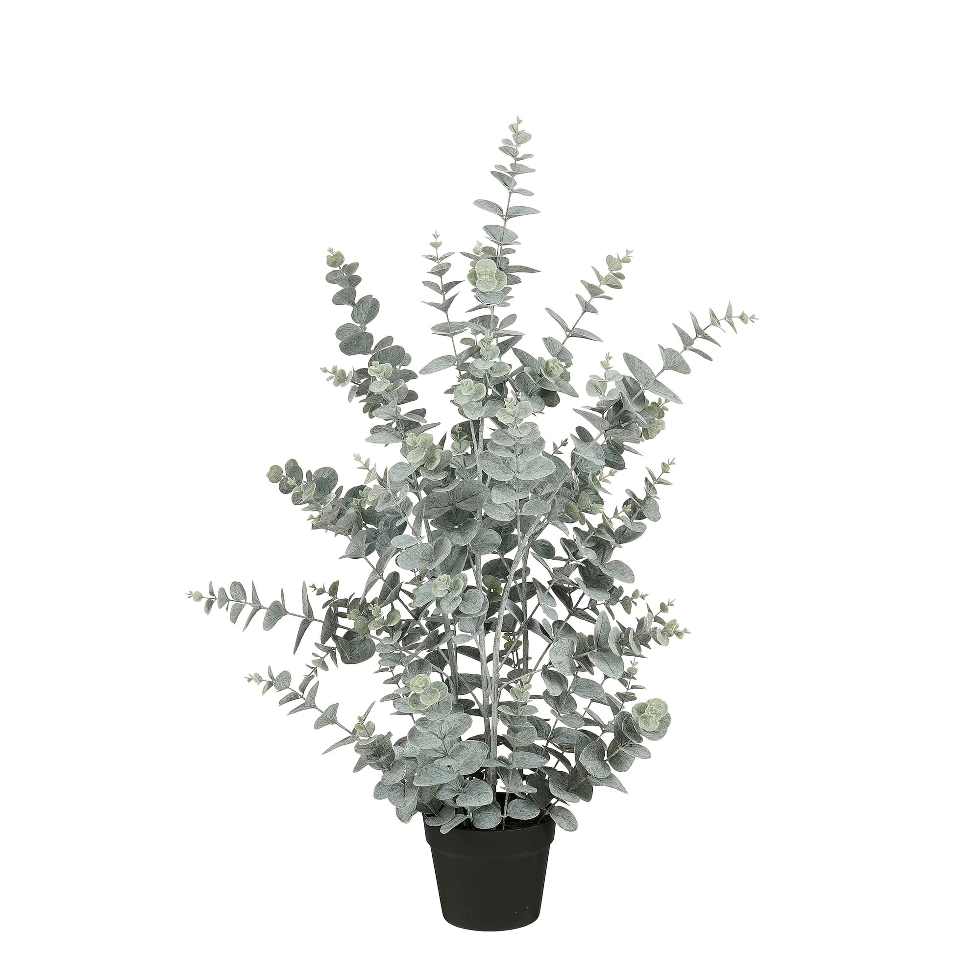 Eucalyptus in pot groen