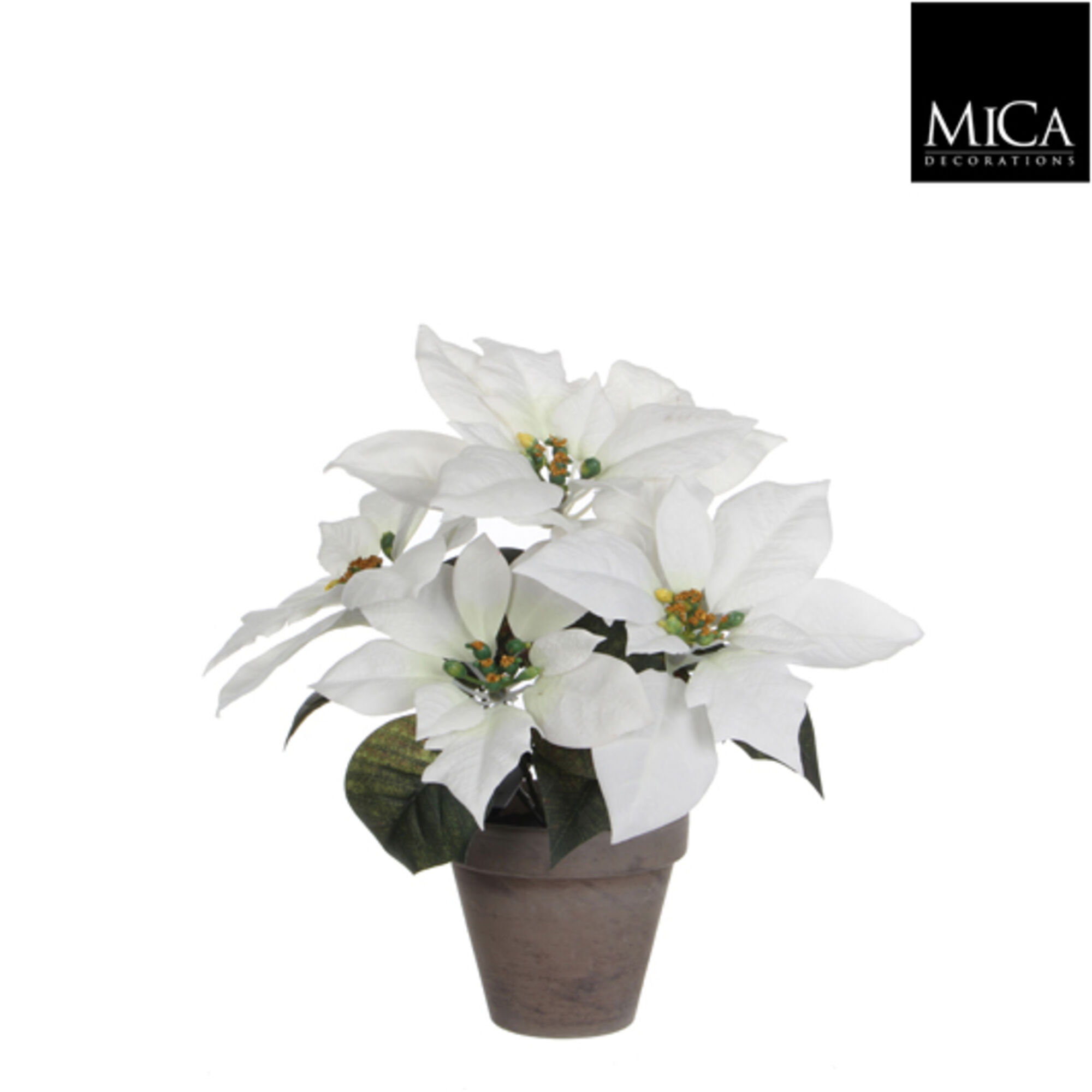 Poinsettia wit in pot Stan grijs d11,5cm