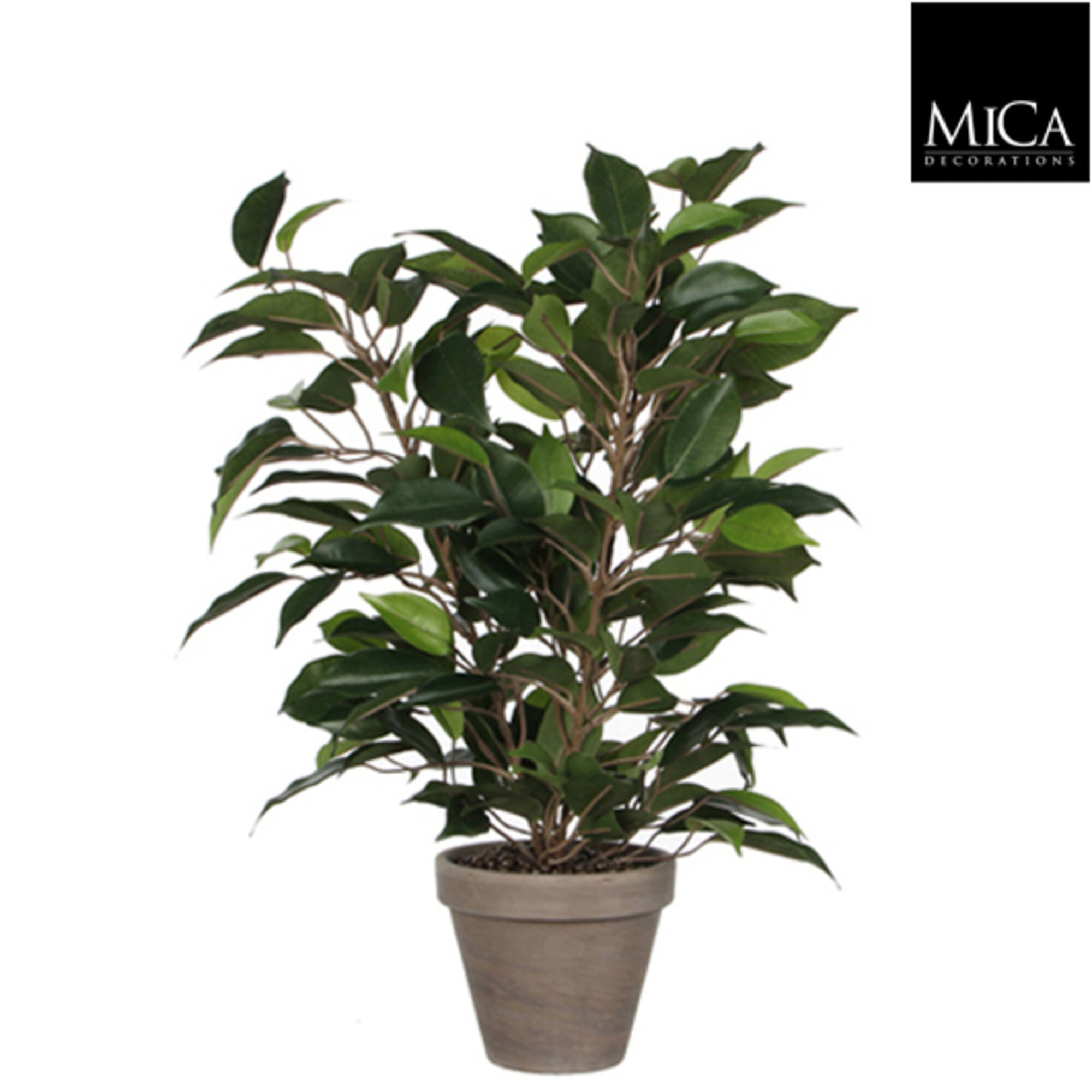 Ficus Natasja groen in pot Stan grijs d11,5cm