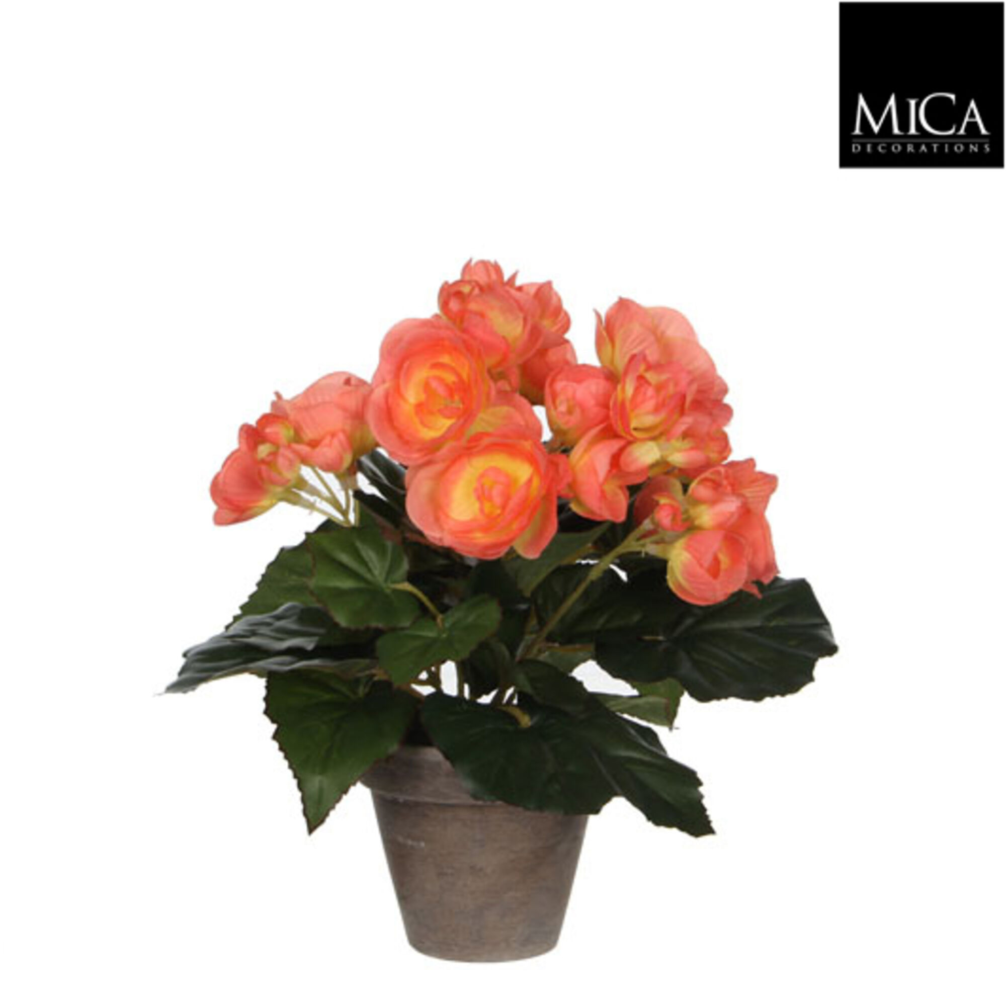 Begonia zalm in pot Stan grijs d9cm