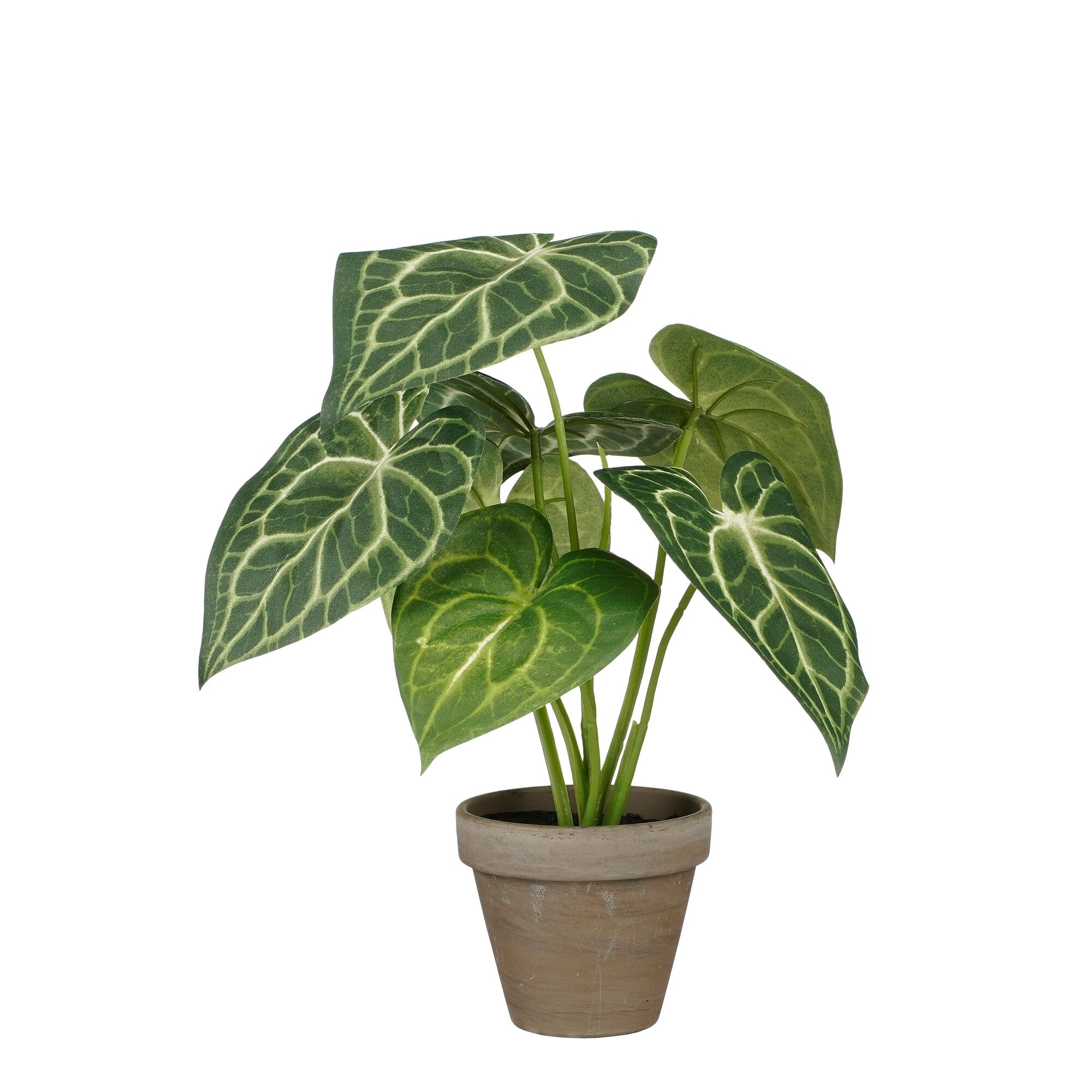 Caladium groen in pot Stan grijs d9cm