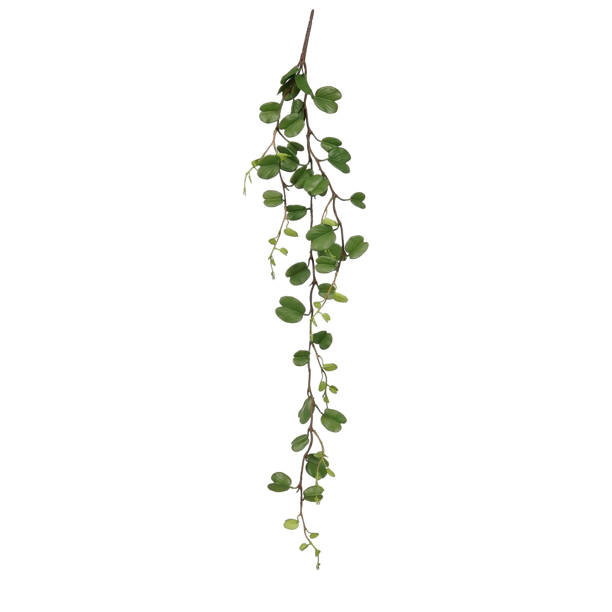 Hoya hangend groen