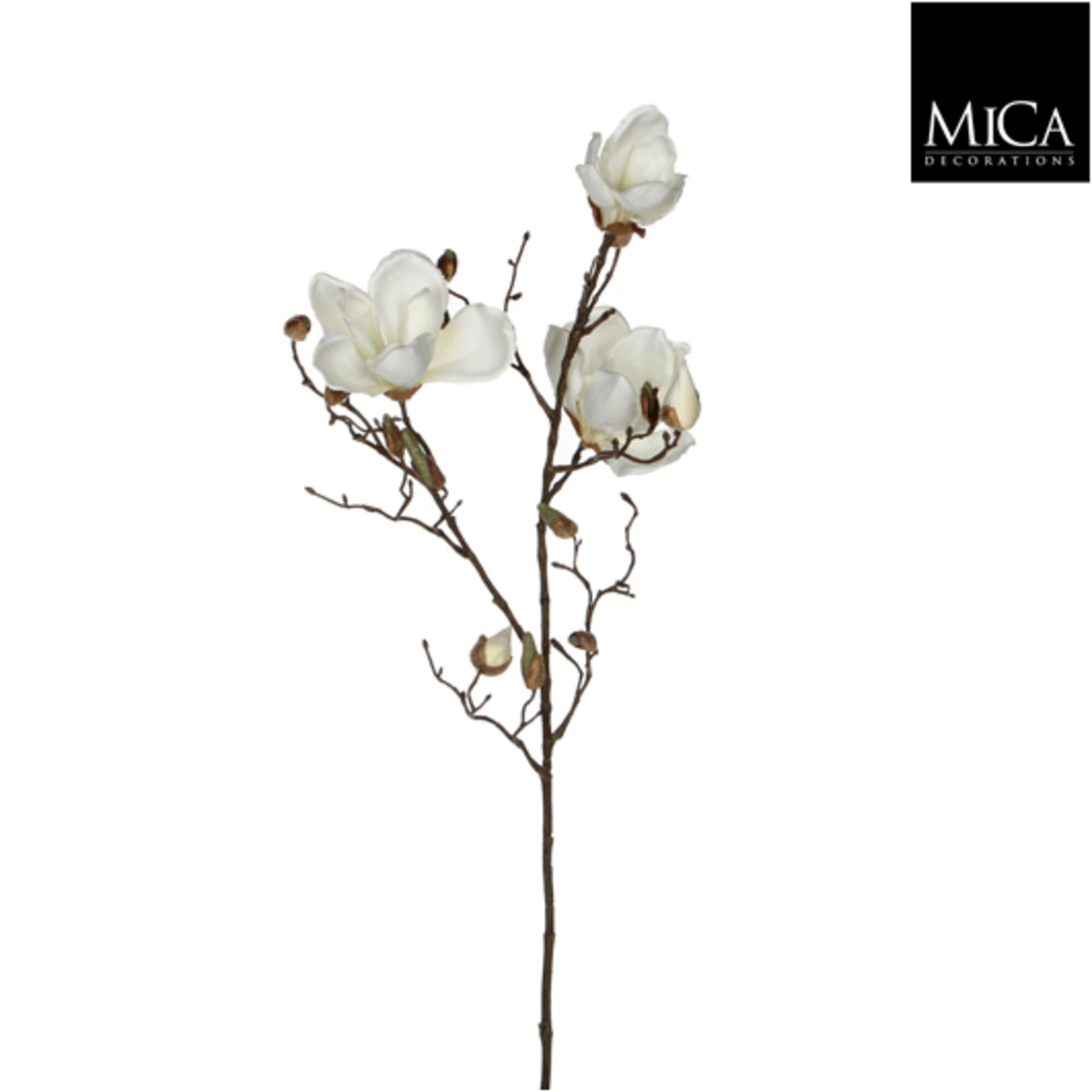 Magnolia wit