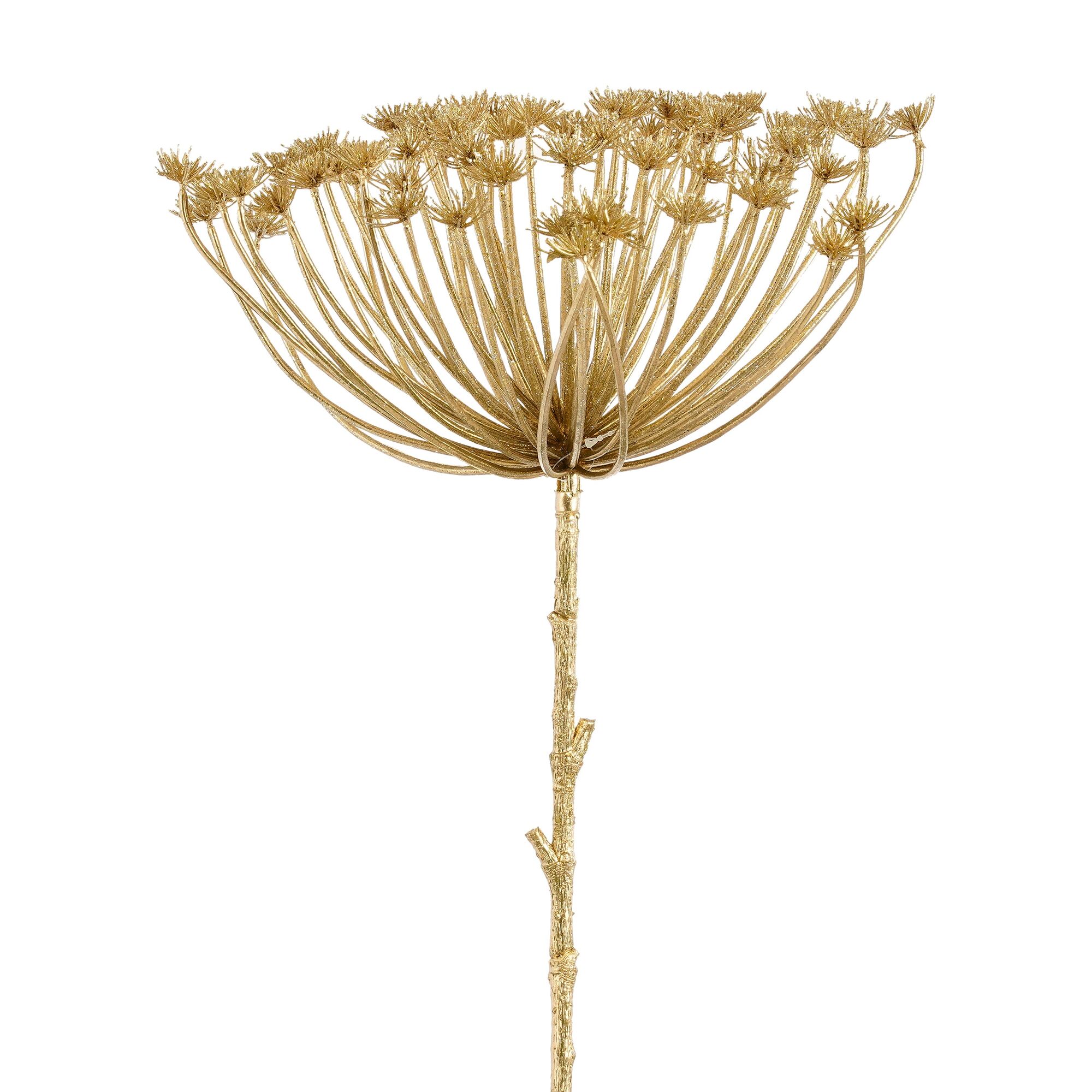 Daucus carota goud