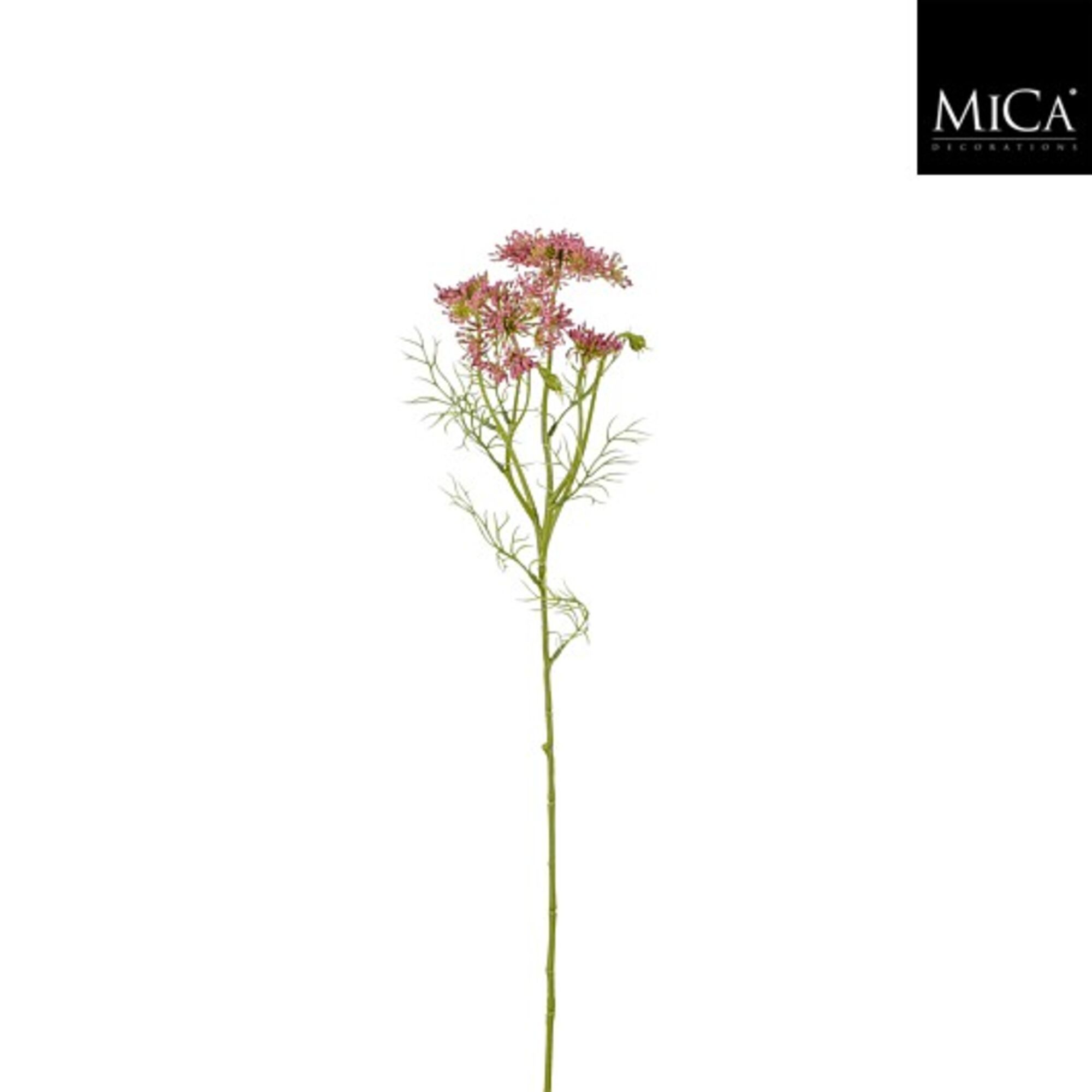 Daucus carota roze