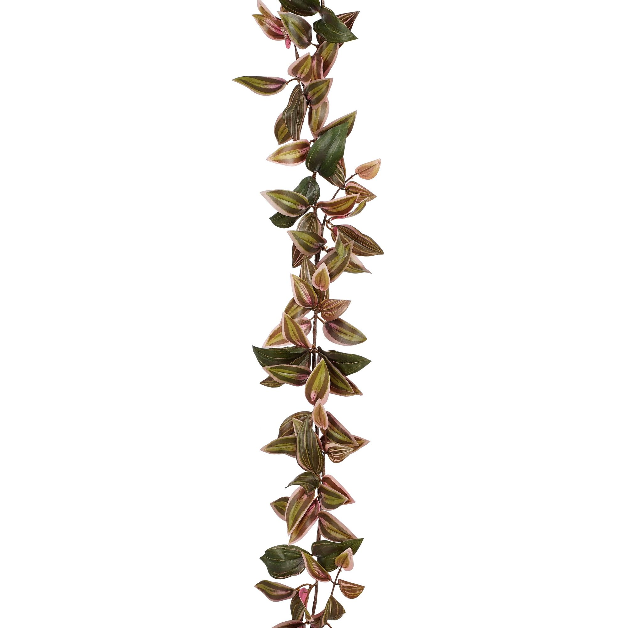 Slinger tradescantia groen