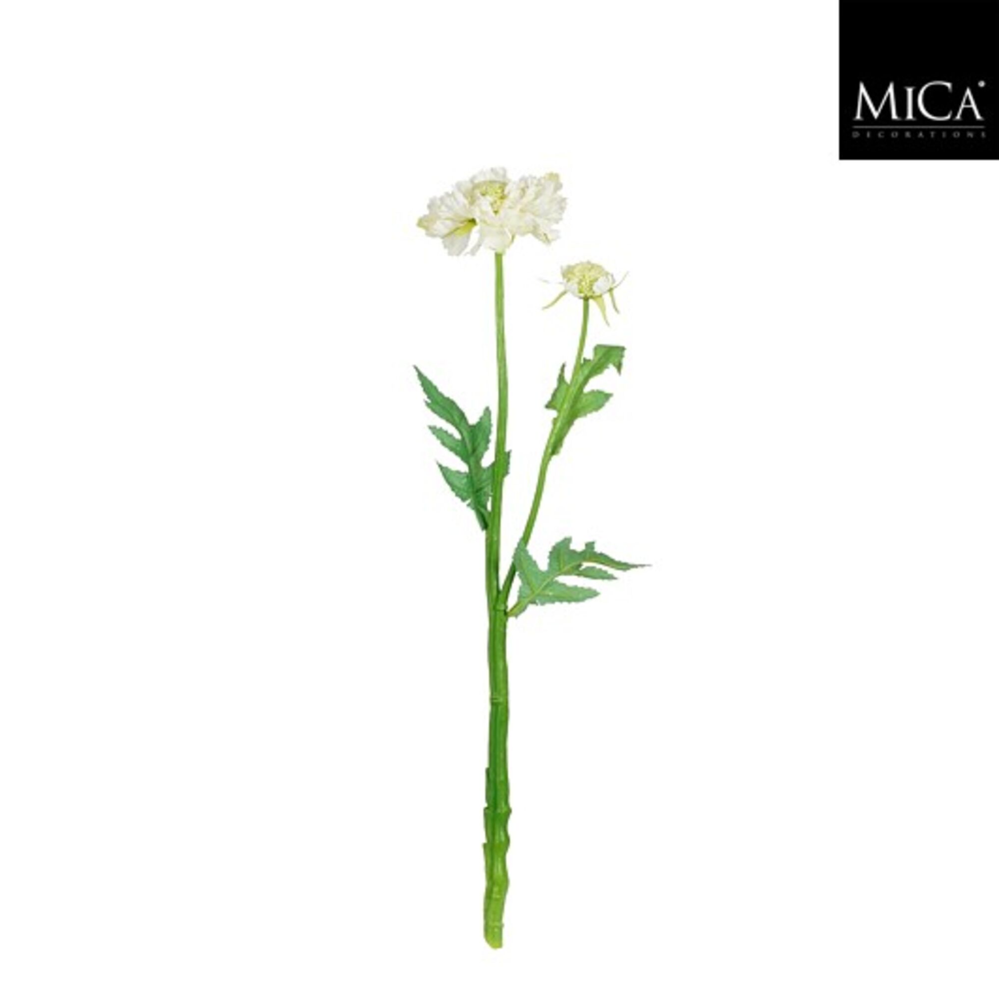 Scabiosa creme