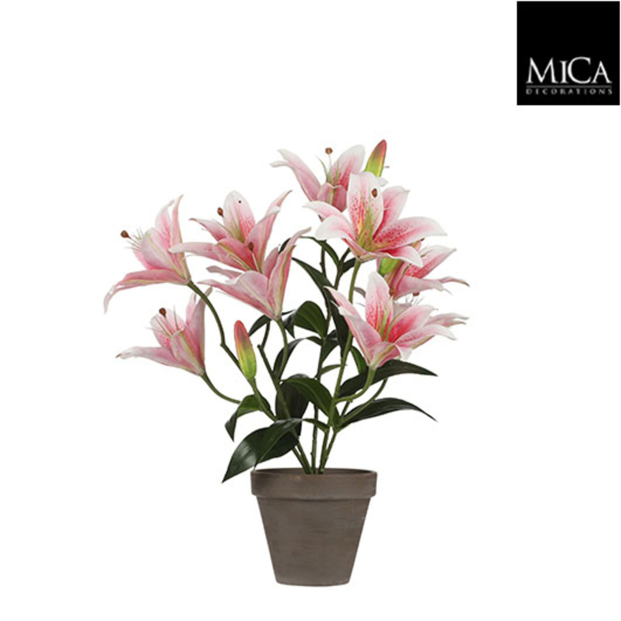 Tijgerlelie roze in pot Stan grey d13,5cm