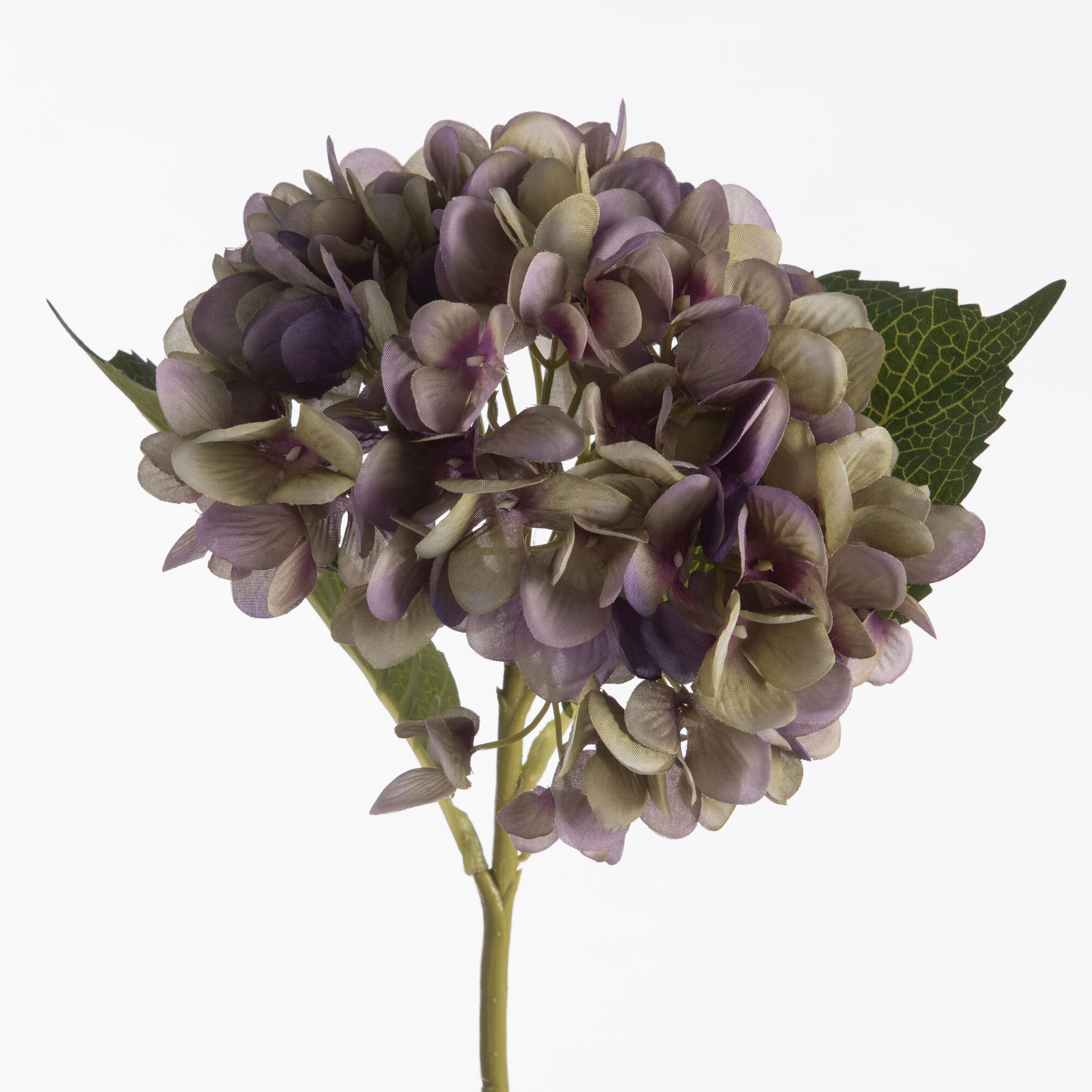 Hydrangea - Lavender