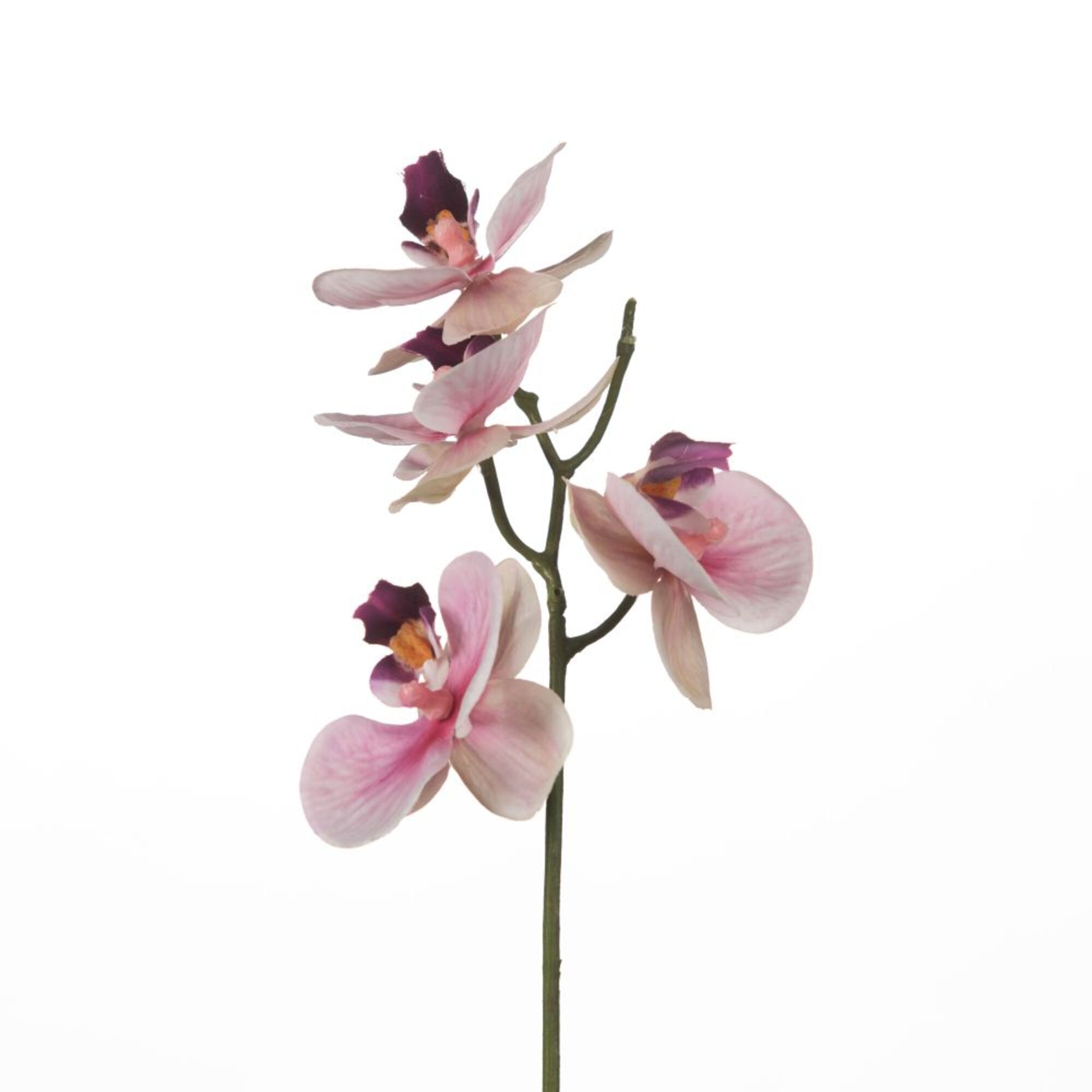 Orchid x5 - Pink