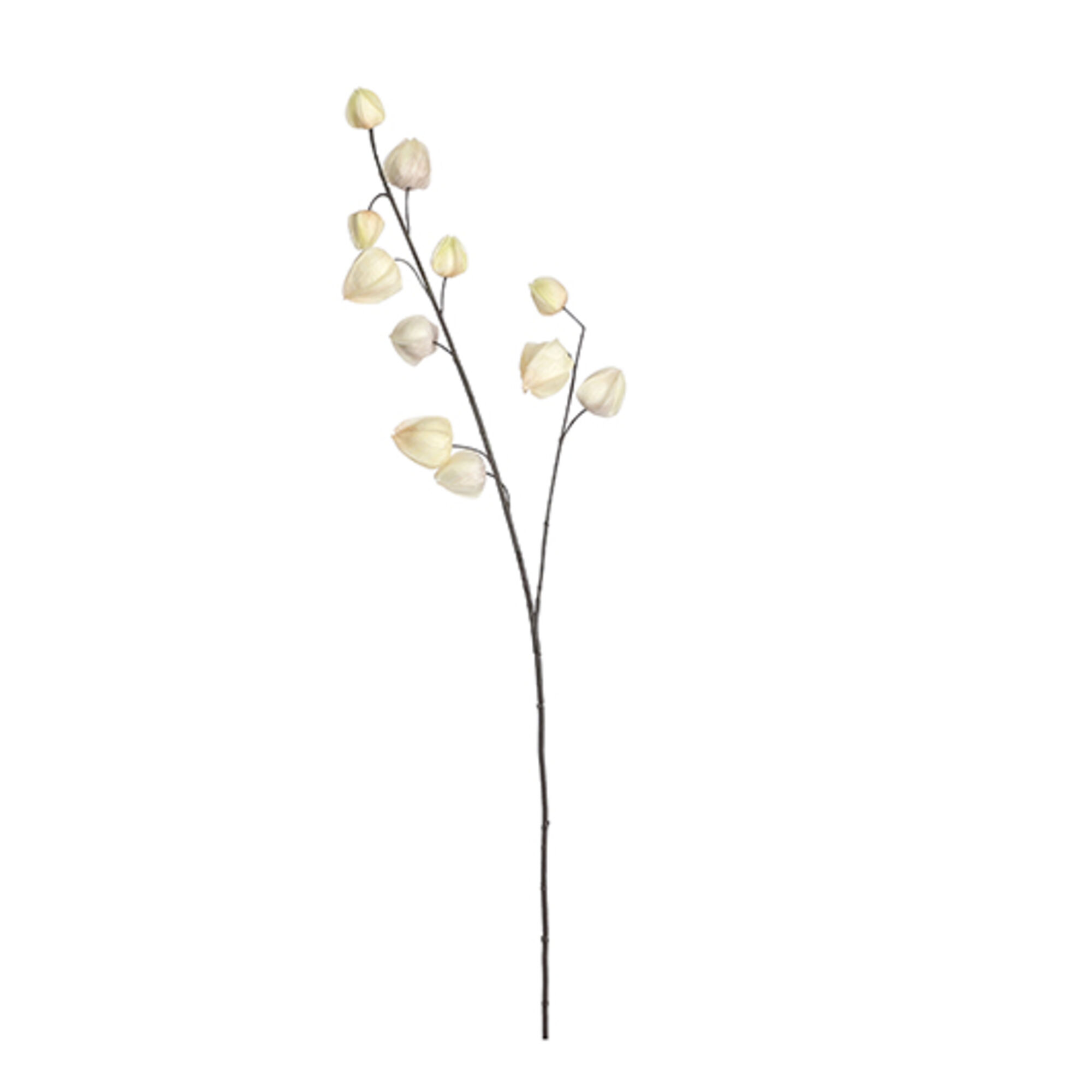 Chinese lantaarn creme