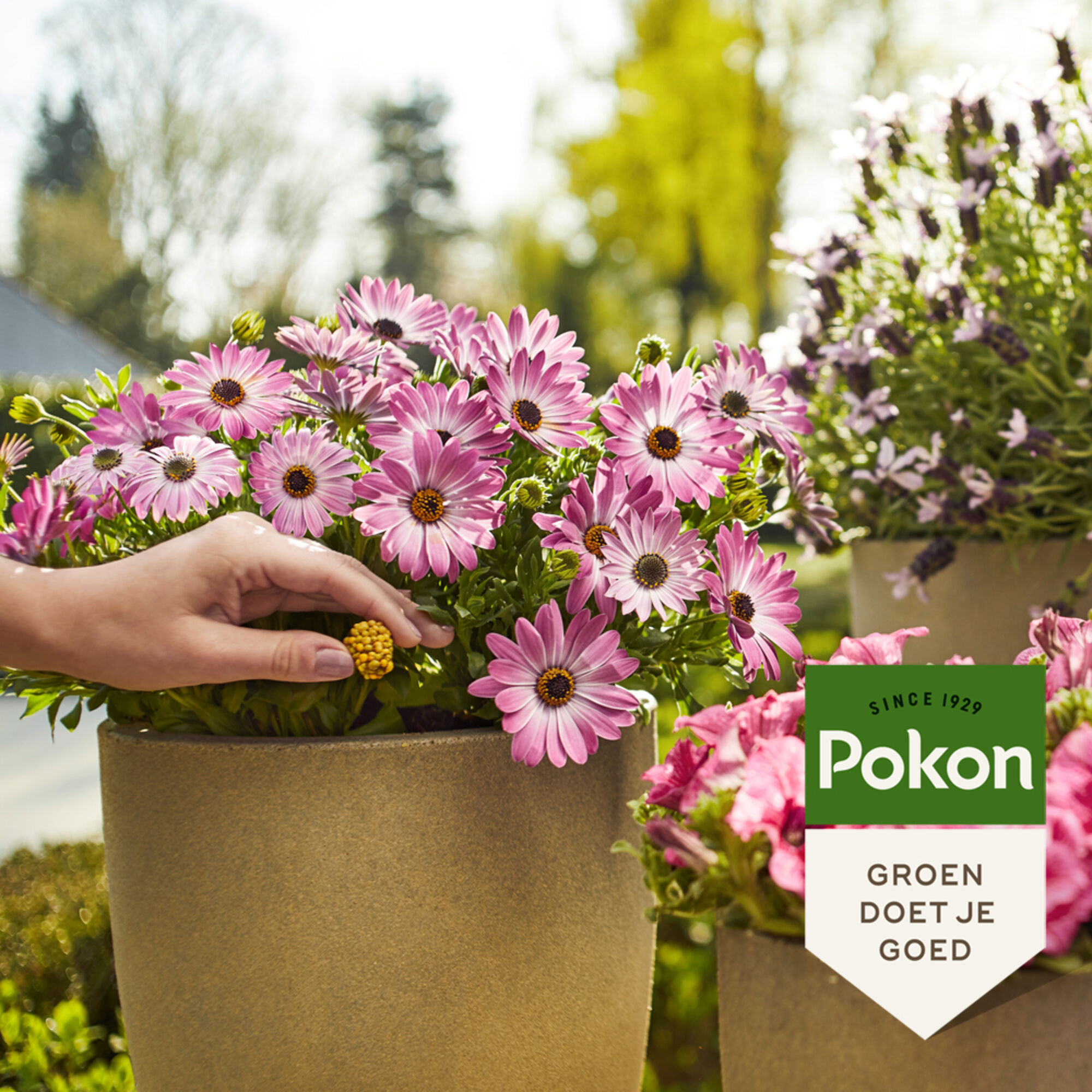 Pokon Terras-Balkon Voedingskegels