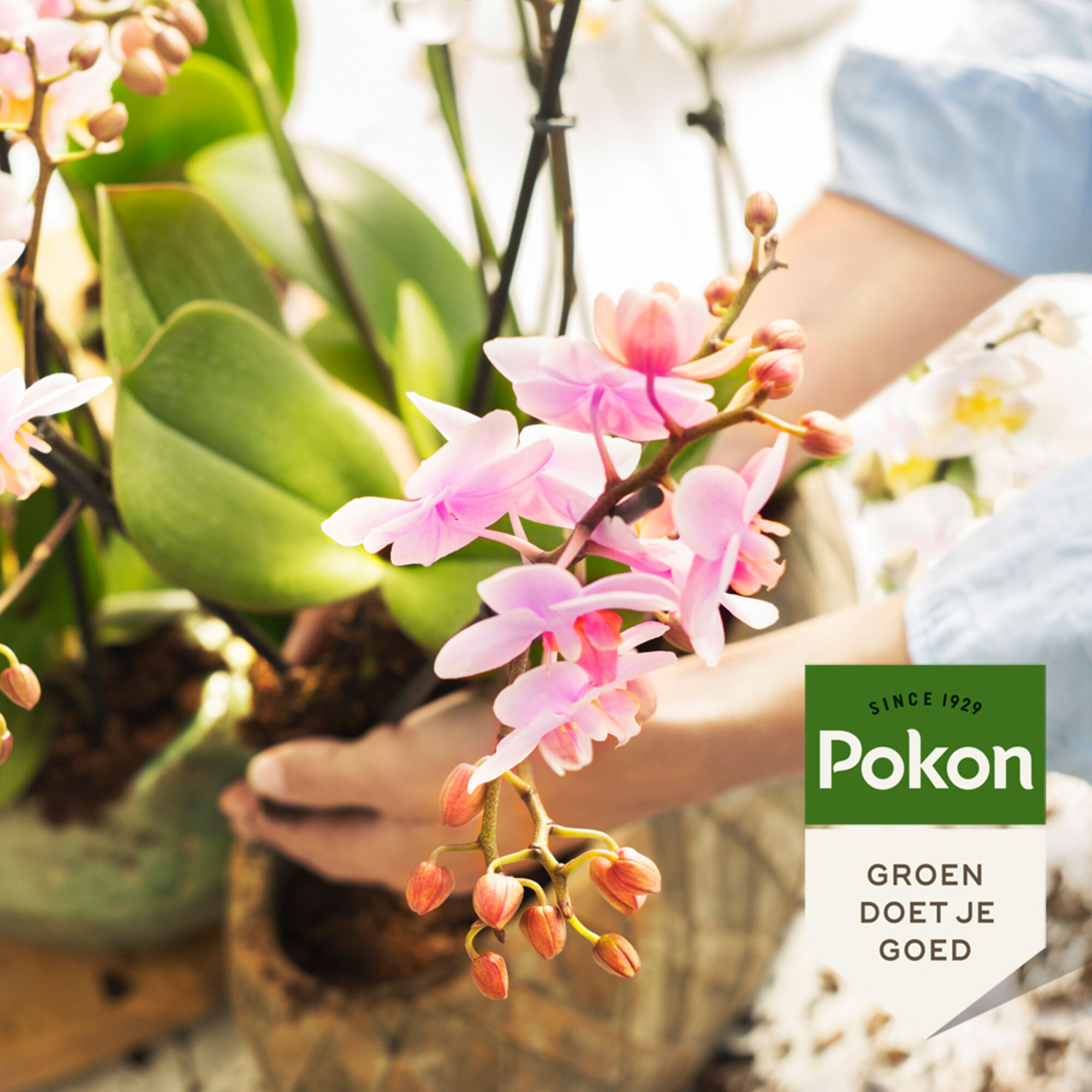 Pokon Orchidee Voedingsstaafjes