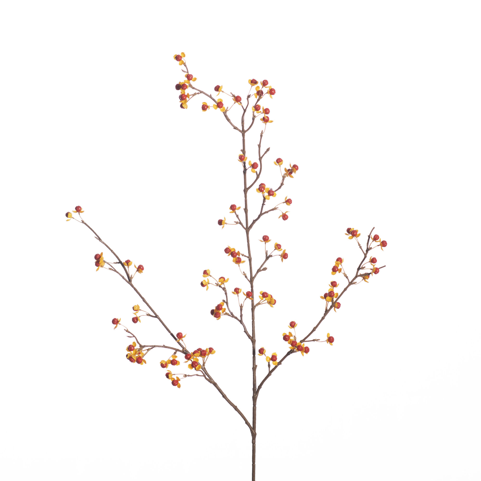 Celastrus spray orange
