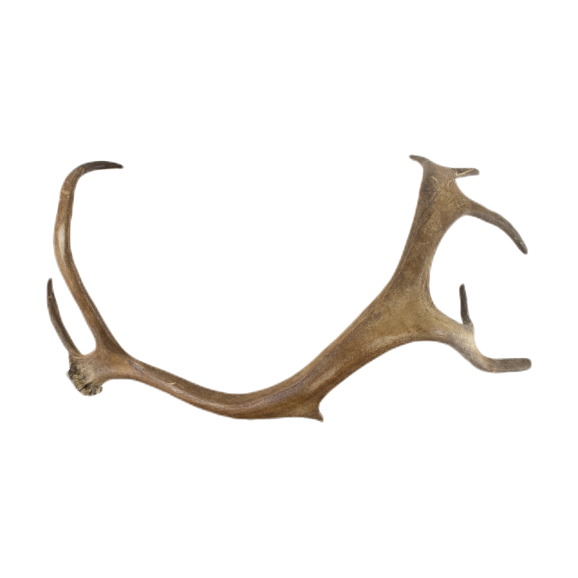 afworpstang rendier